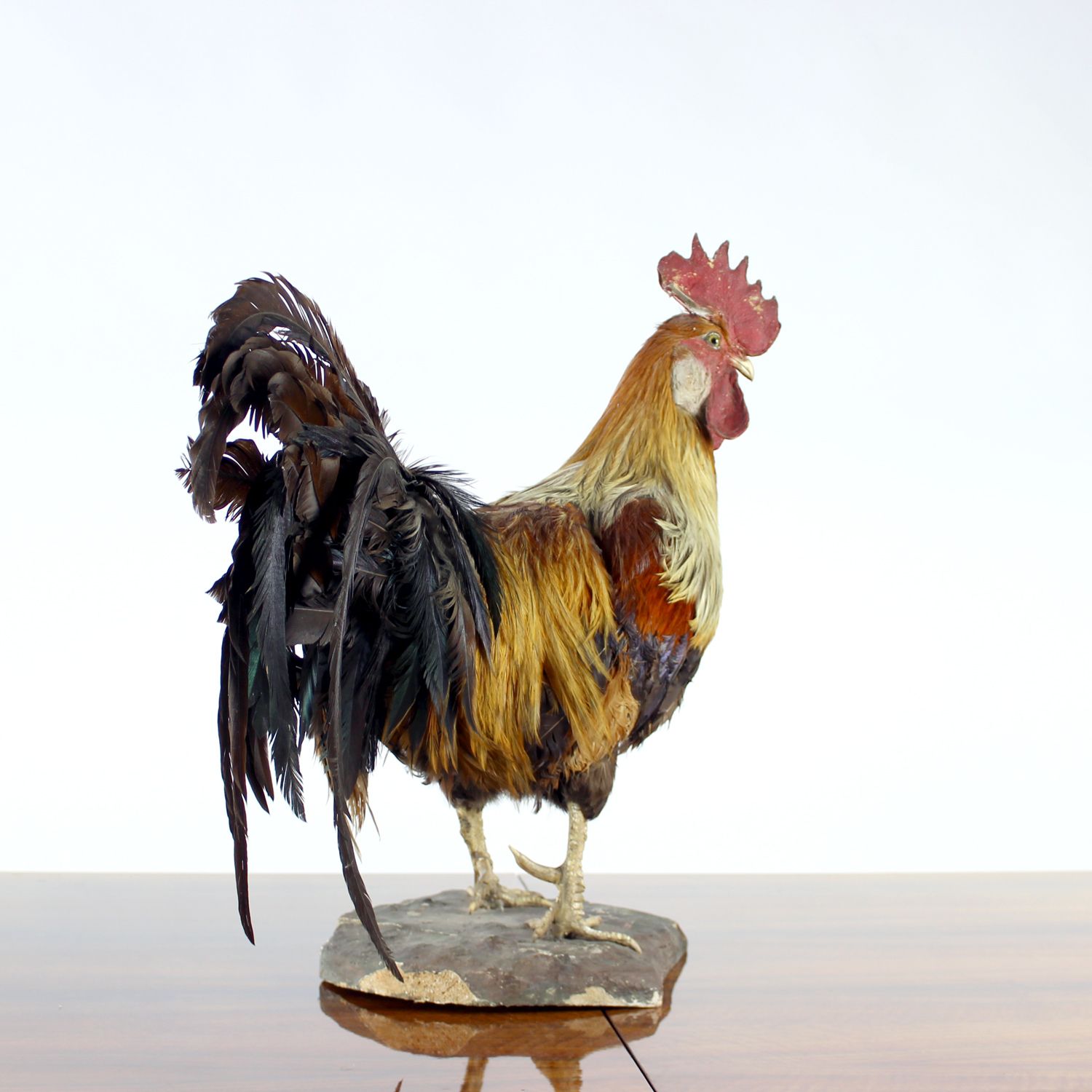 photo vinterior Large Antique German Taxidermy Rooster, Early 1900s