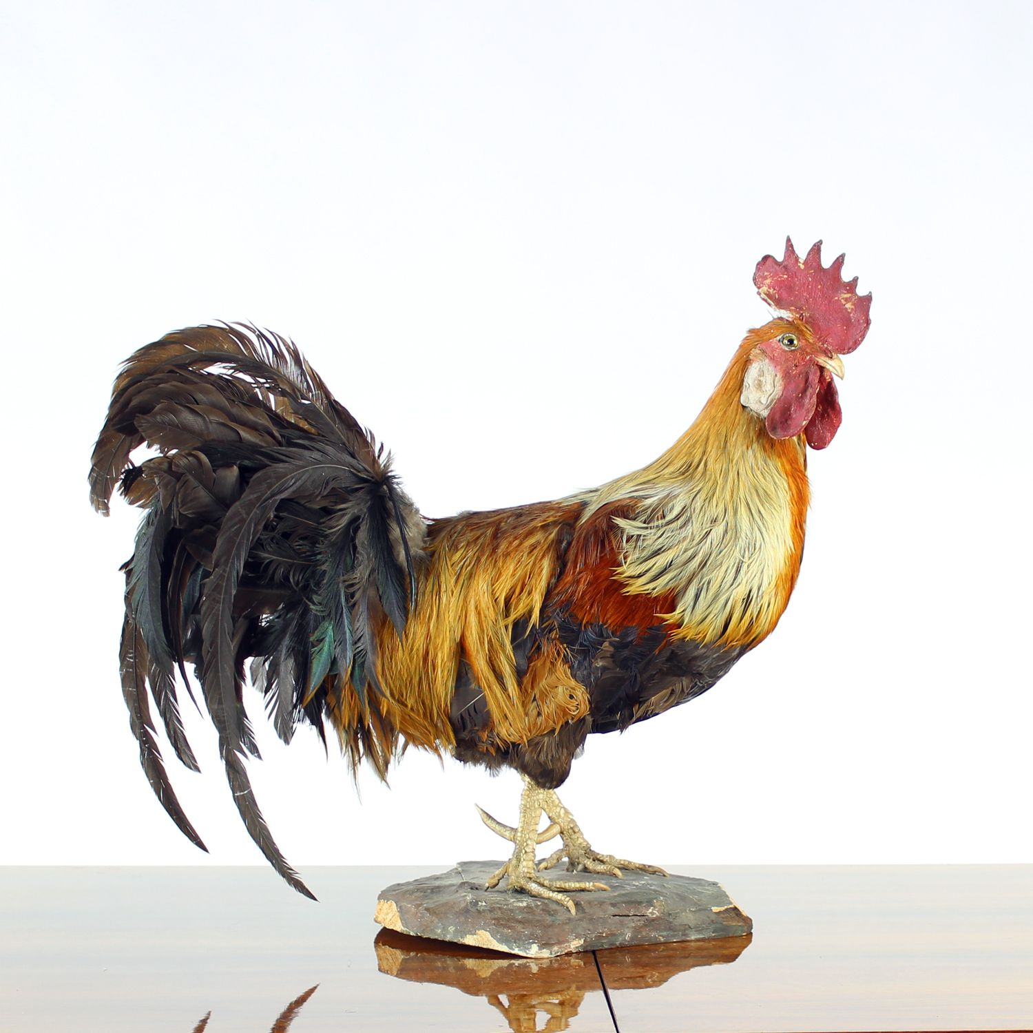 Large Antique German Taxidermy Rooster, Early 1900s
