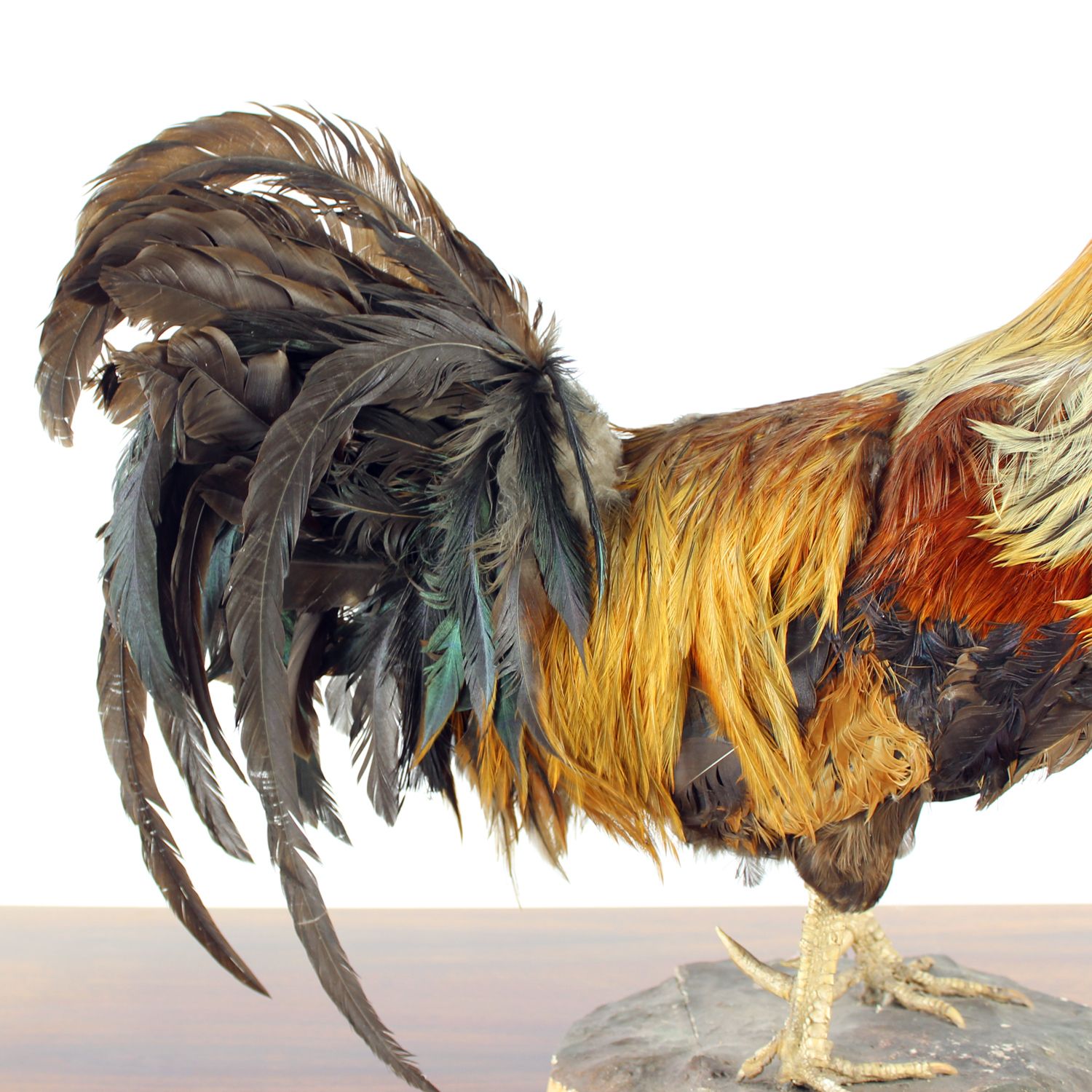 photo vintage Large Antique German Taxidermy Rooster, Early 1900s