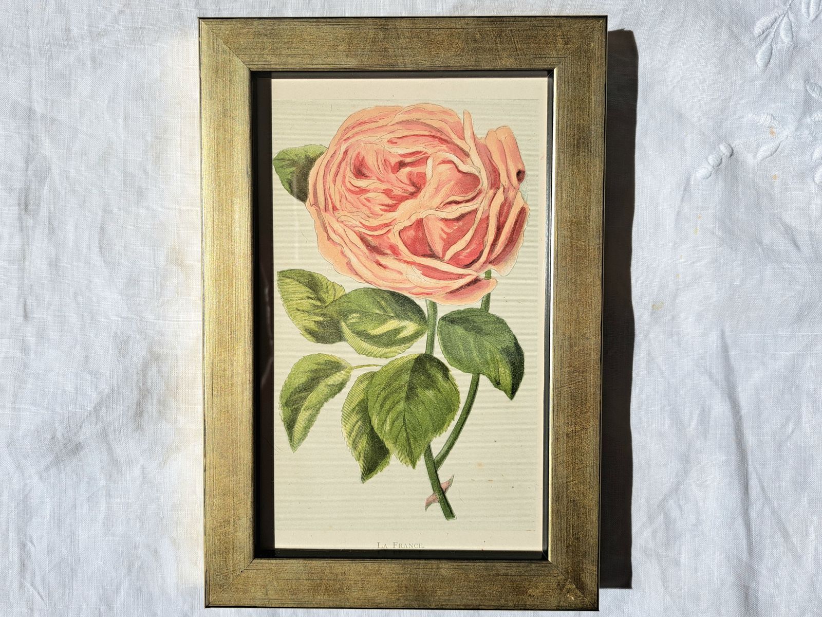 Antique Book Plates In Custom Frames | Colour Illustrations Of Old Roses | Set Of Four photo Art
