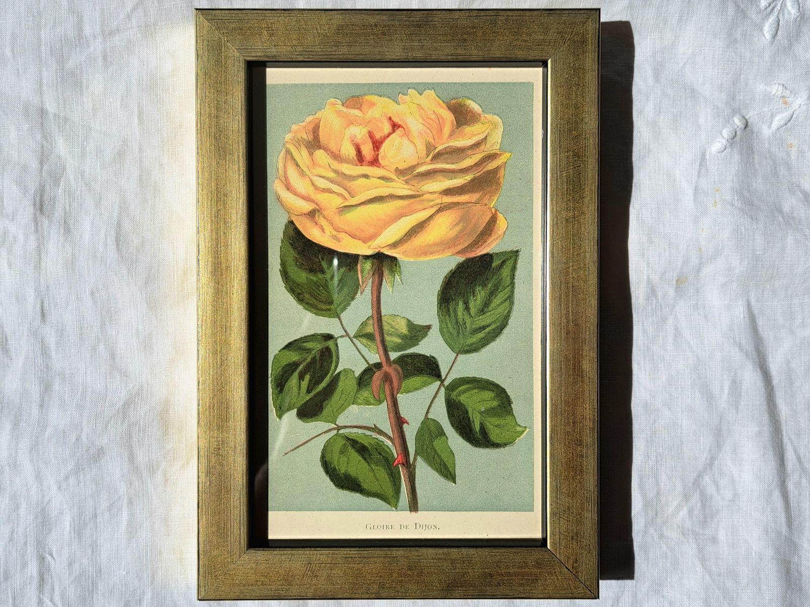 Antique Book Plates In Custom Frames | Colour Illustrations Of Old Roses | Set Of Four photo 100.0