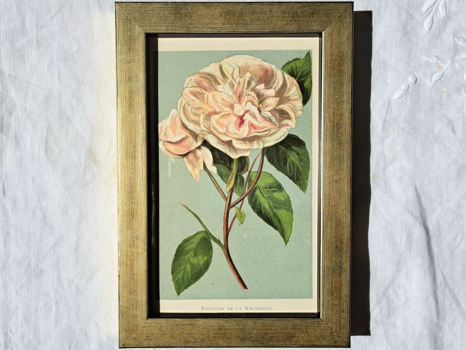 Antique Book Plates In Custom Frames | Colour Illustrations Of Old Roses | Set Of Four photo vinterior