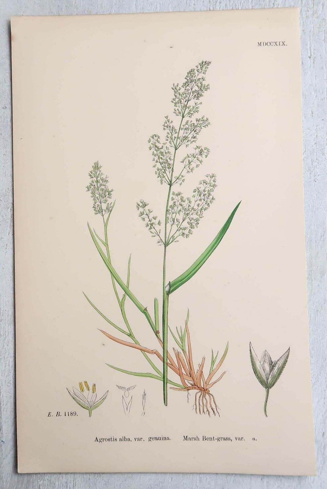 Set Of 16 Original Antique Botanical Prints   Grasses. C.1850 photo for sale