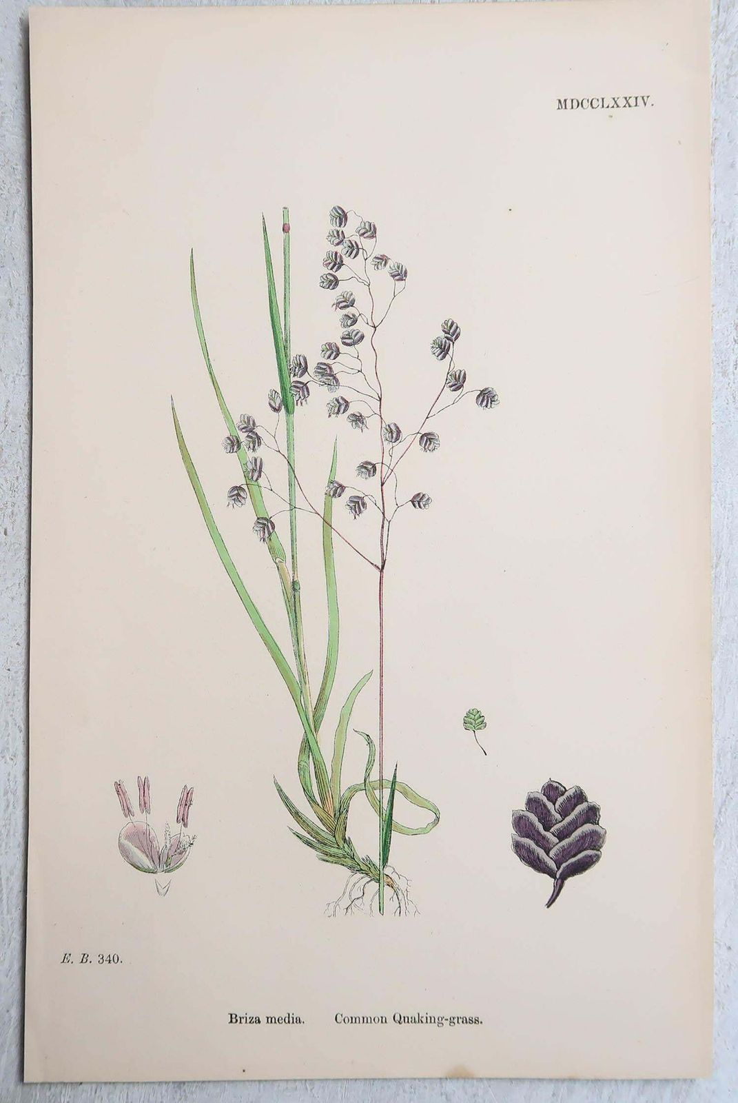 Set Of 16 Original Antique Botanical Prints   Grasses. C.1850 photo Art