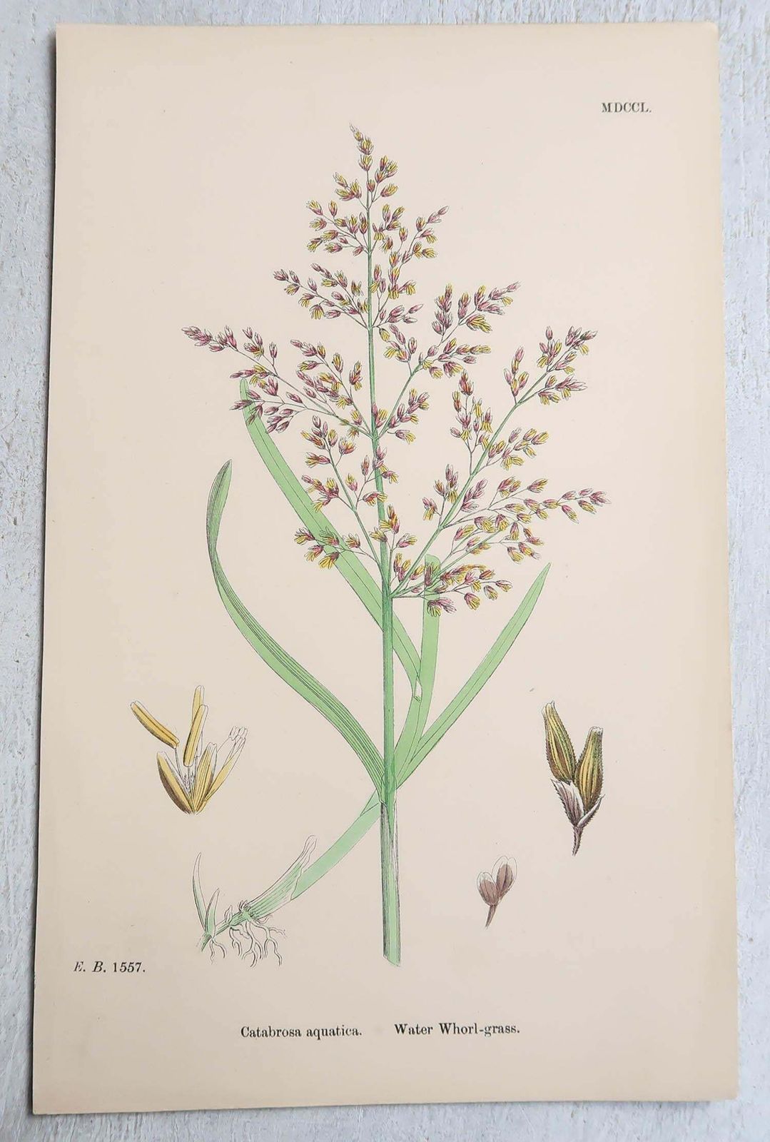 Set Of 16 Original Antique Botanical Prints   Grasses. C.1850 photo 350.0