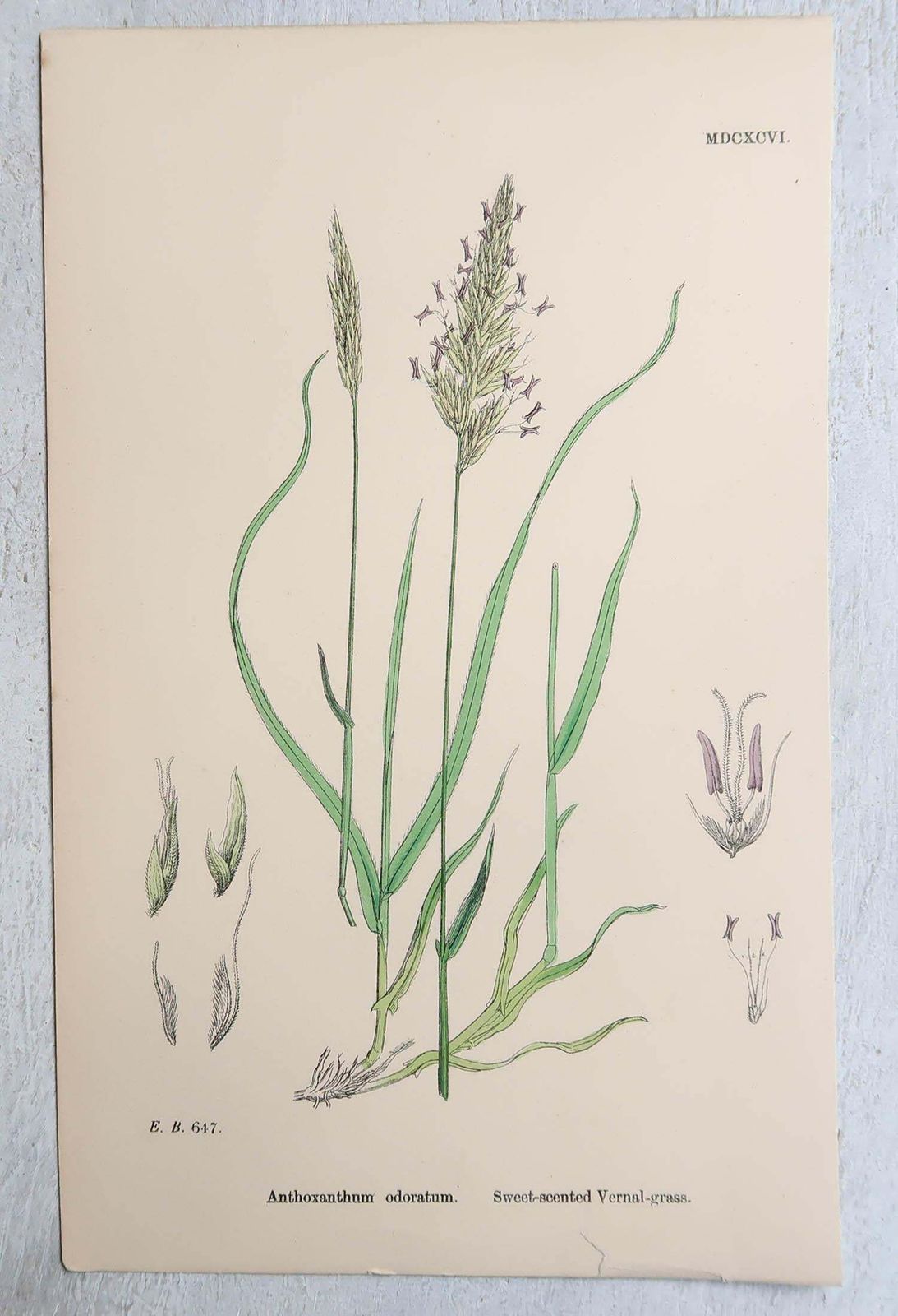 350.0 Set Of 16 Original Antique Botanical Prints   Grasses. C.1850 photo