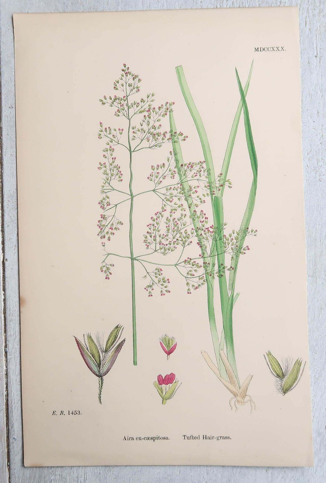 photo vinterior Set Of 16 Original Antique Botanical Prints   Grasses. C.1850