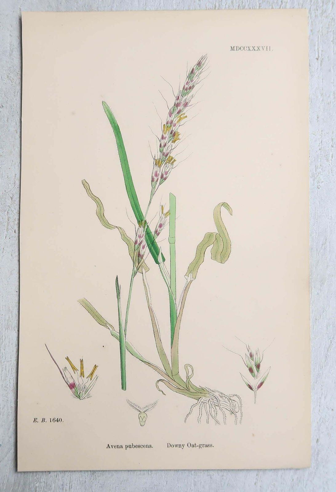 photo buy Set Of 16 Original Antique Botanical Prints   Grasses. C.1850
