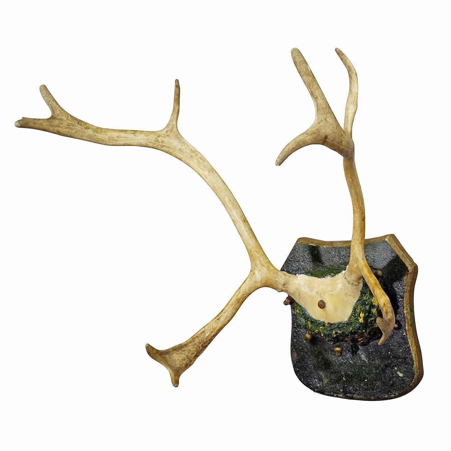 Antiek Rendiergewei – Opgezet Trofee Met Schedel, Cabindecor photo furniture