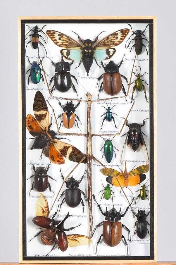 Entomology Cased Beetle Collection Specimen