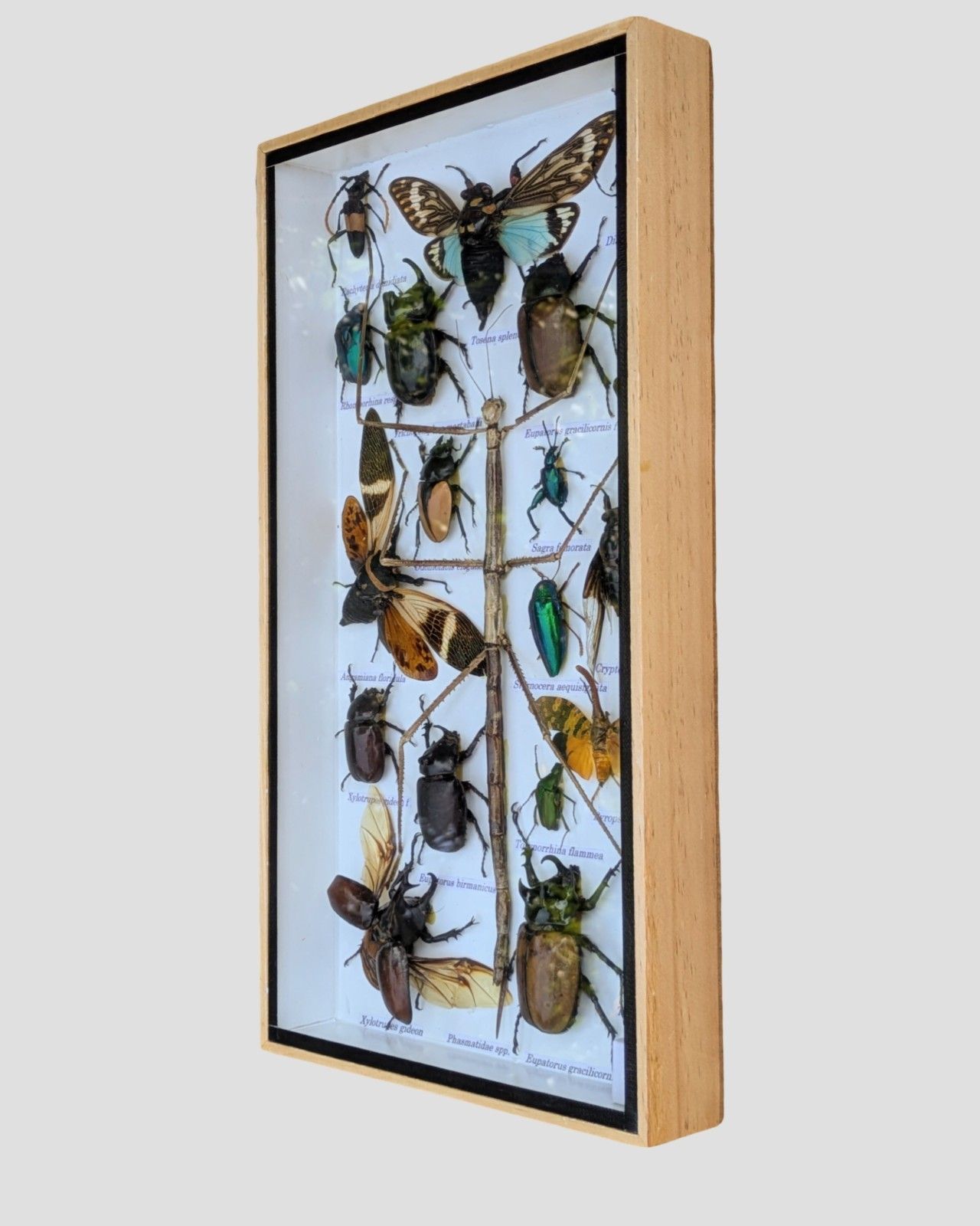 Entomology Cased Beetle Collection Specimen photo furniture