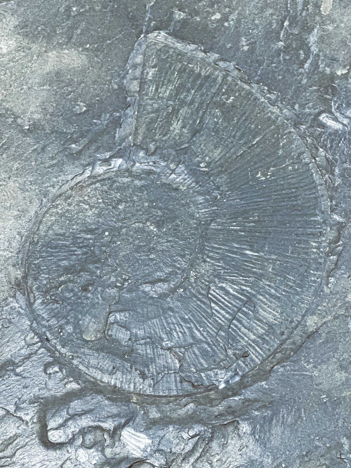1970s Slate And Chrome Coffee Table With Shell Fossil, Germany 1970s. photo for sale