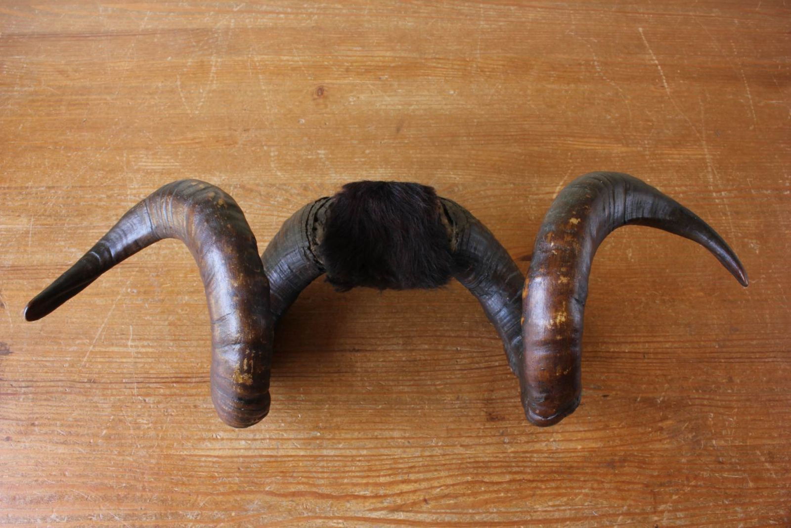 Antique Taxidermy Ram's Horns. Victorian Wall Hanging Male Sheep Horn. photo Home Decor