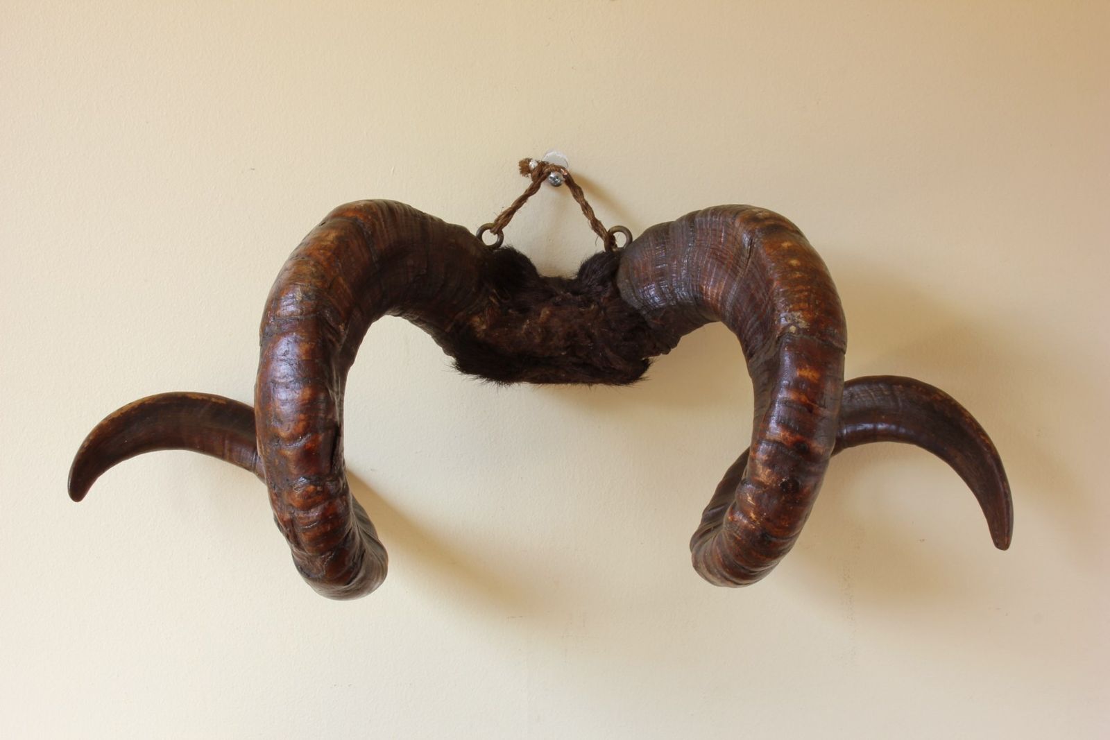 Antique Taxidermy Ram's Horns. Victorian Wall Hanging Male Sheep Horn. photo 550.0