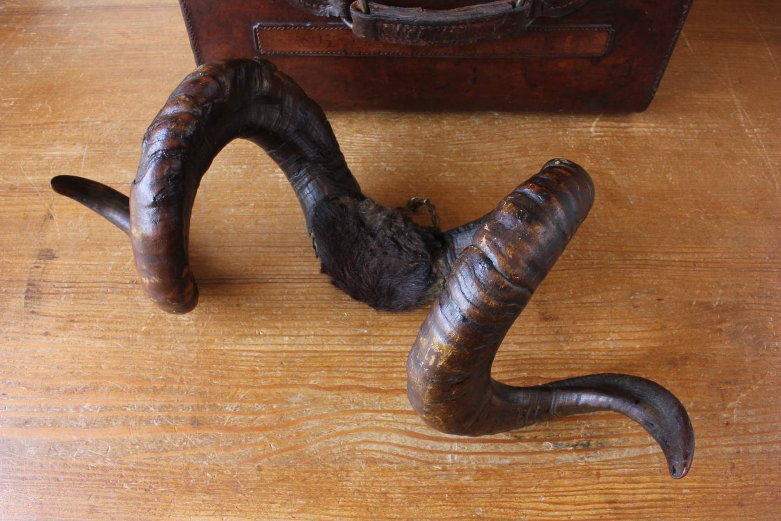photo furniture Antique Taxidermy Ram's Horns. Victorian Wall Hanging Male Sheep Horn.
