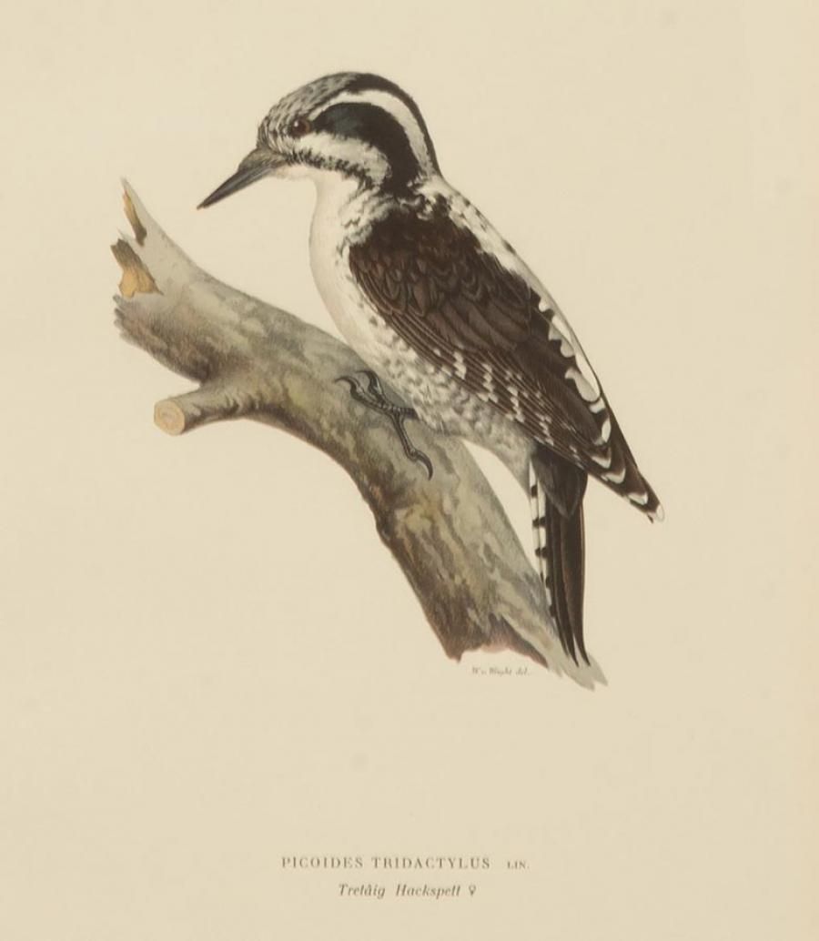 Collection Of Nine 20th Century Engravings Of Cuckoos By Magnus And Wilhelm Von Wright photo furniture