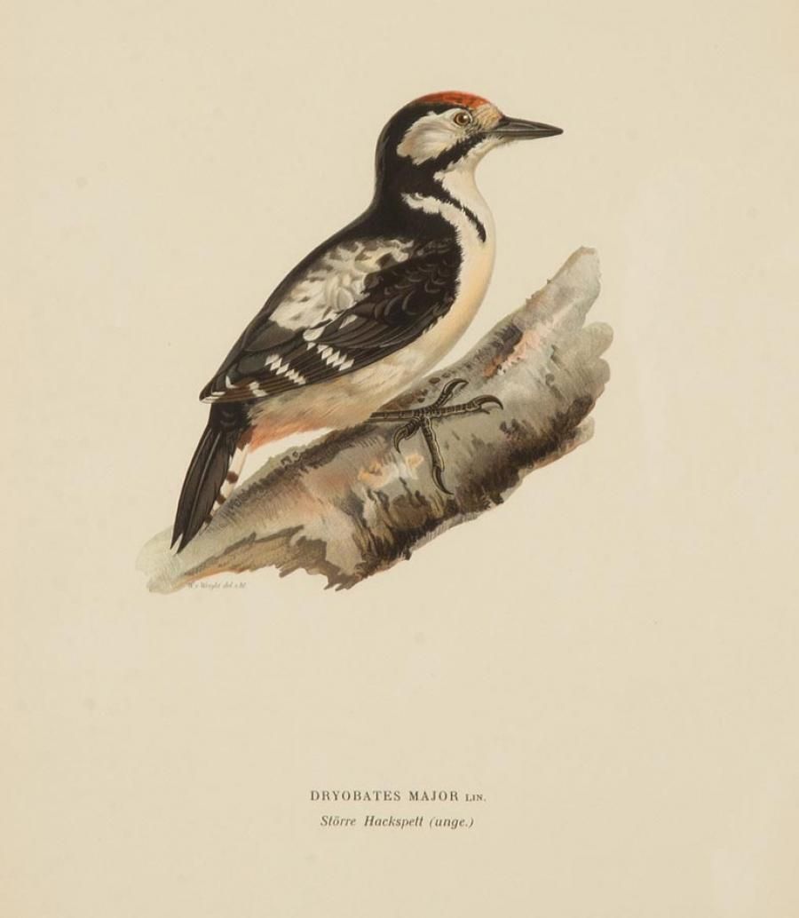Collection Of Nine 20th Century Engravings Of Cuckoos By Magnus And Wilhelm Von Wright photo vinterior