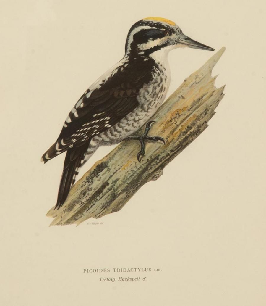 Collection Of Nine 20th Century Engravings Of Cuckoos By Magnus And Wilhelm Von Wright photo vintage