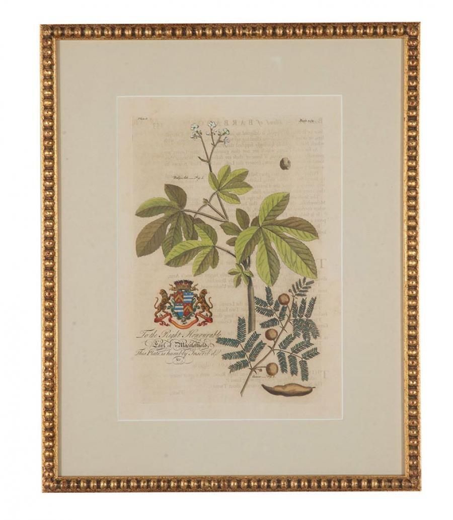Collection Of Nine 18th Century Tropical Botanical Engravings By Georg Dionysius Ehret photo furniture