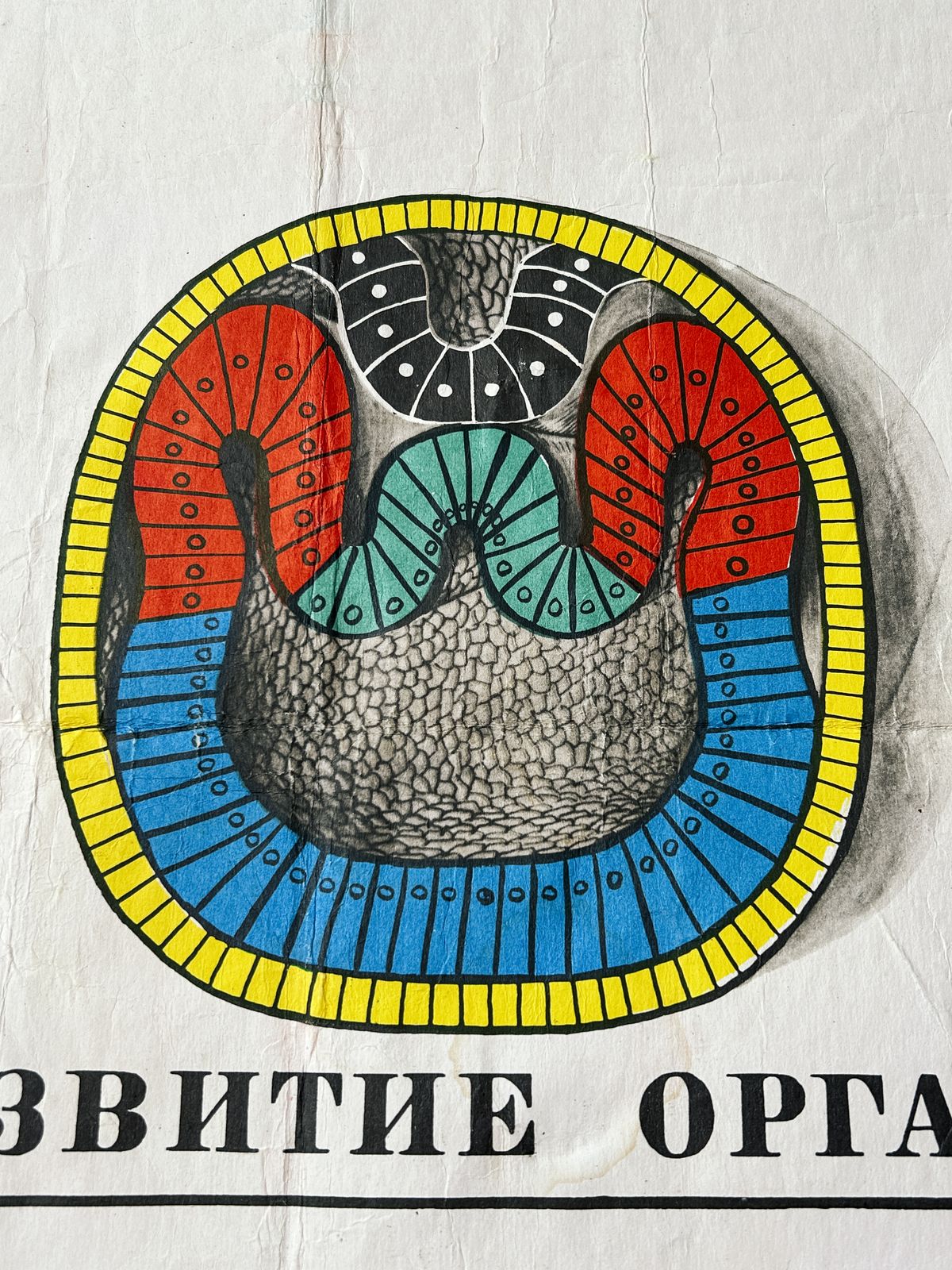 1978 Original Soviet Vintage Large Biology School Chart "Individual Development Of Chordates" Paper On Linen, Ussr Mid Century Educational Poster photo furniture
