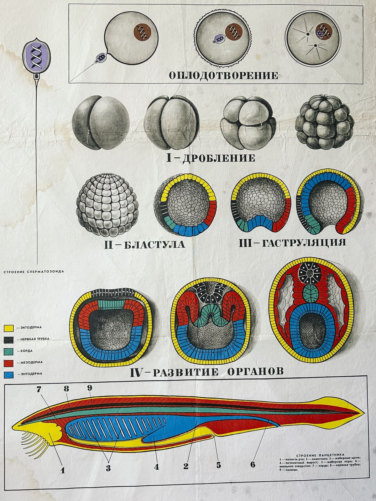 1978 Original Soviet Vintage Large Biology School Chart "Individual Development Of Chordates" Paper On Linen, Ussr Mid Century Educational Poster photo 122.0