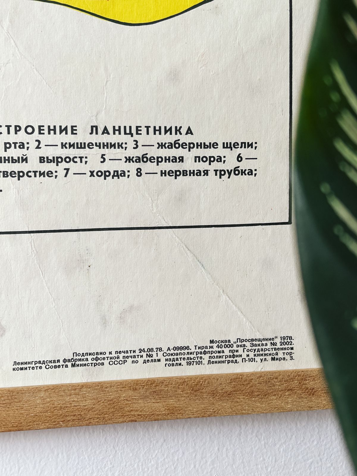 1978 Original Soviet Vintage Large Biology School Chart "Individual Development Of Chordates" Paper On Linen, Ussr Mid Century Educational Poster photo buy