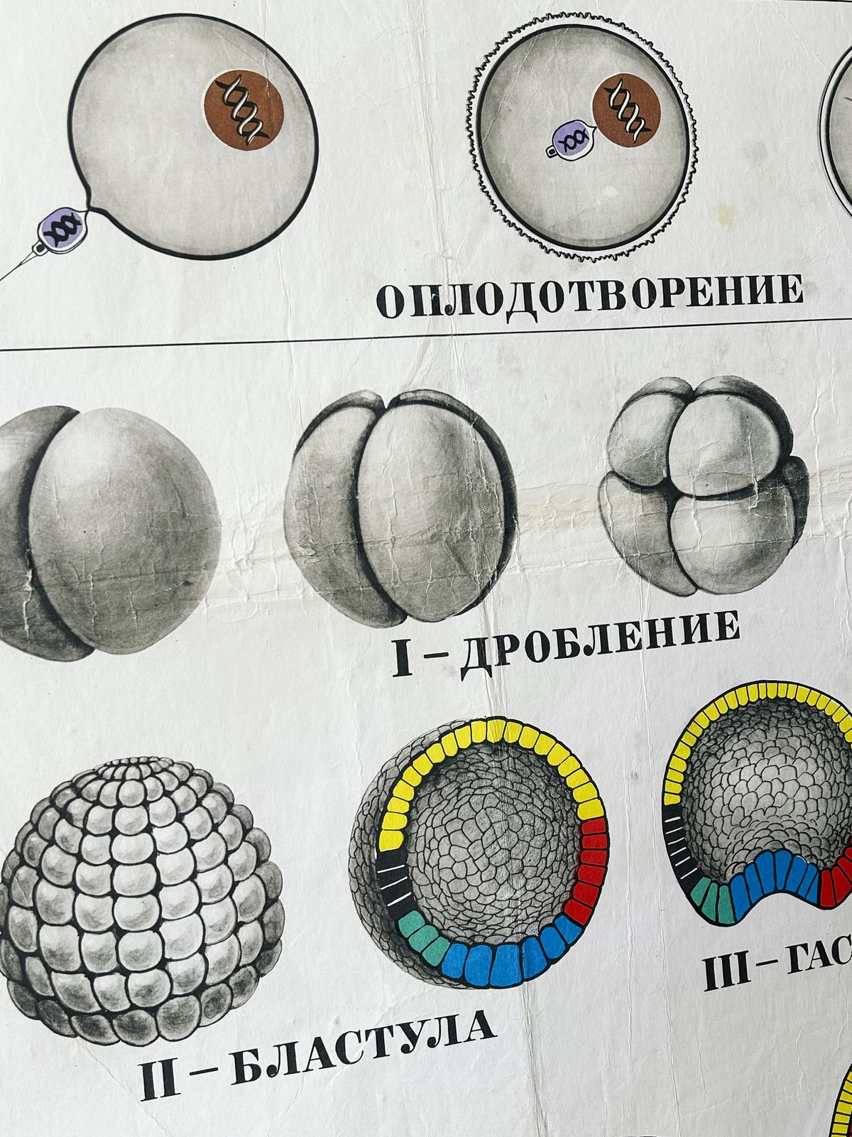 photo furniture 1978 Original Soviet Vintage Large Biology School Chart "Individual Development Of Chordates" Paper On Linen, Ussr Mid Century Educational Poster