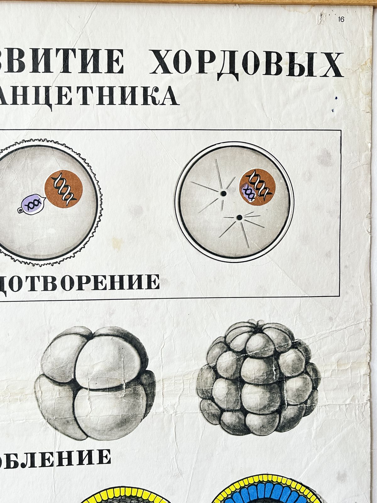 Art 1978 Original Soviet Vintage Large Biology School Chart "Individual Development Of Chordates" Paper On Linen, Ussr Mid Century Educational Poster photo