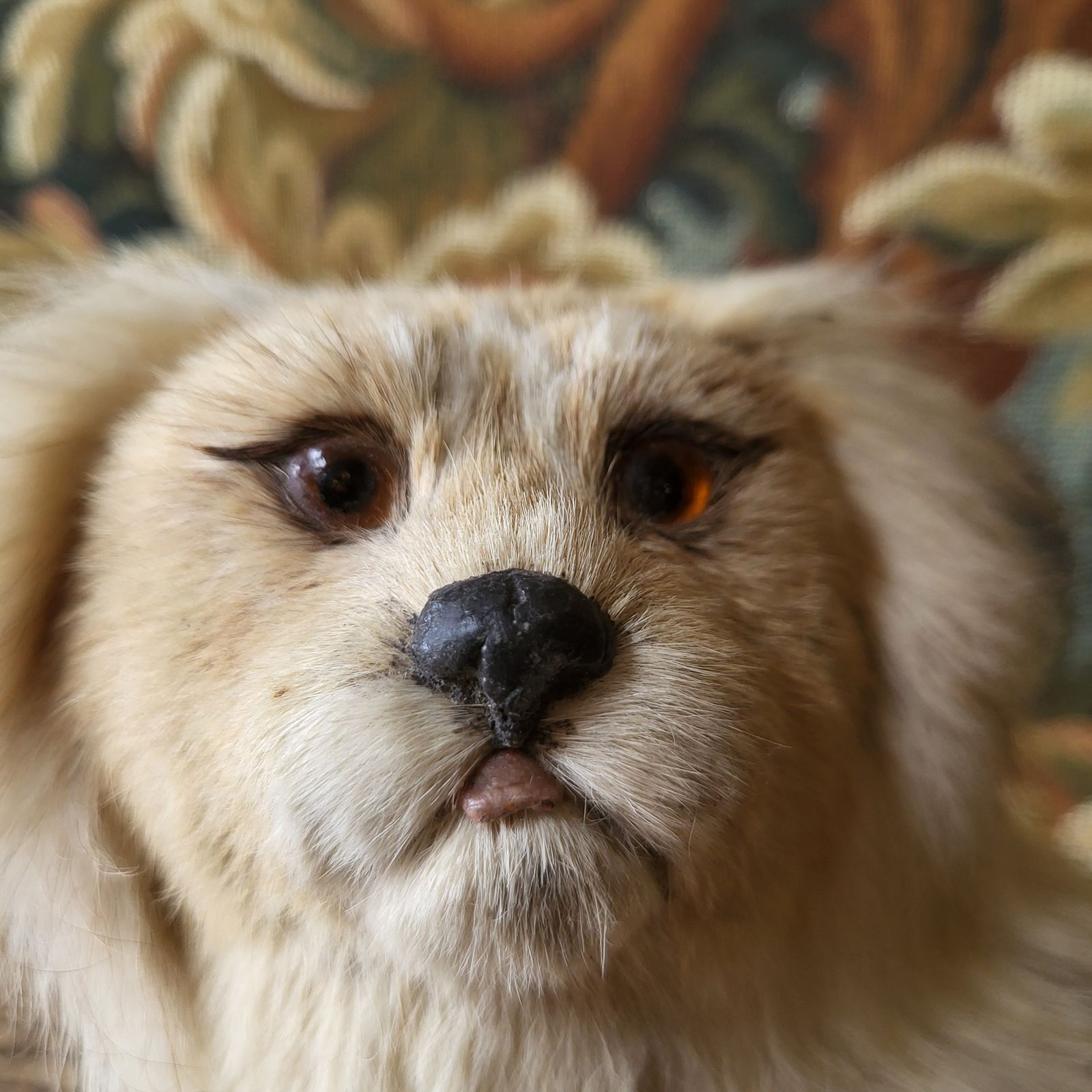 Antique Taxidermy Pekingese Dog photo furniture