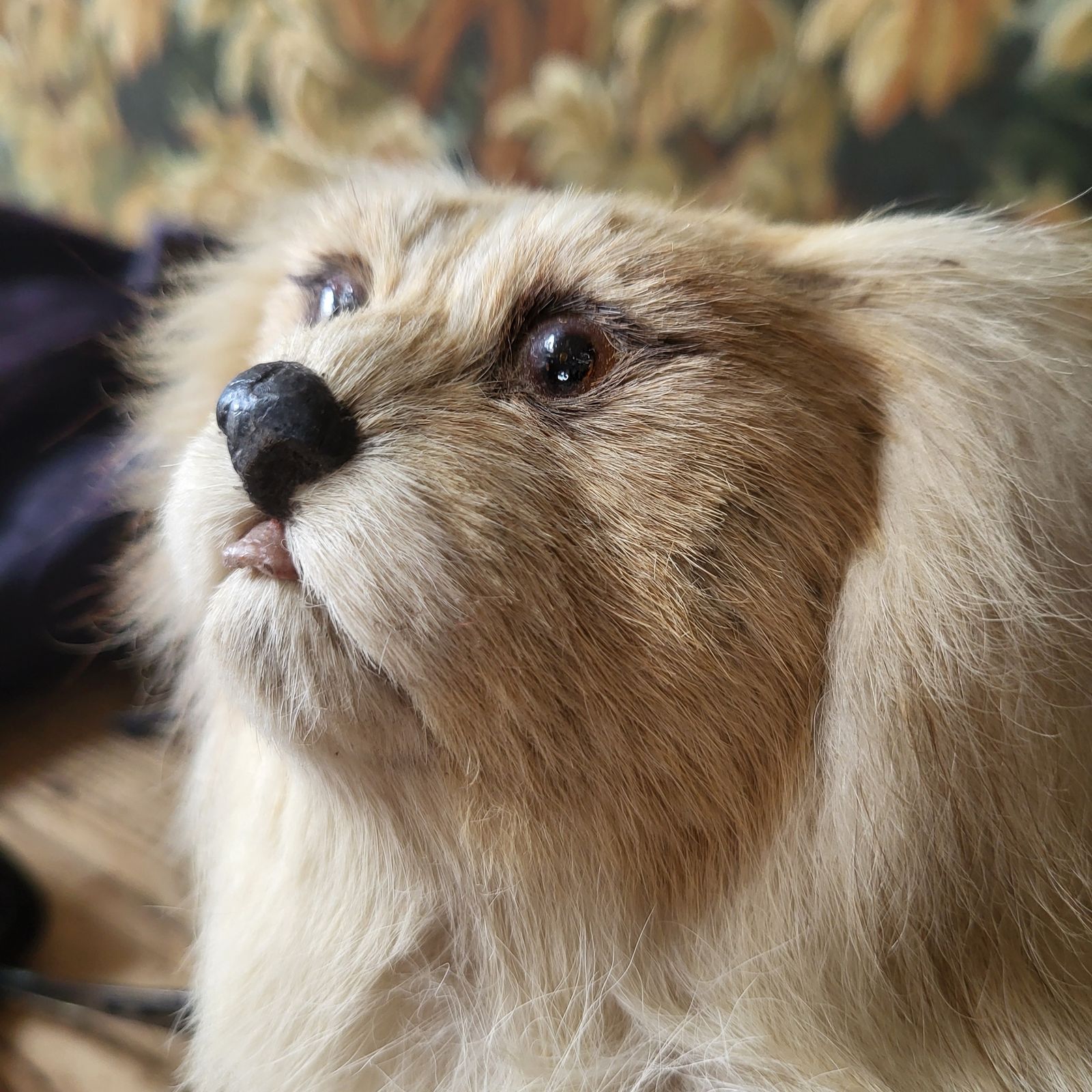 Antique Taxidermy Pekingese Dog photo Home Decor