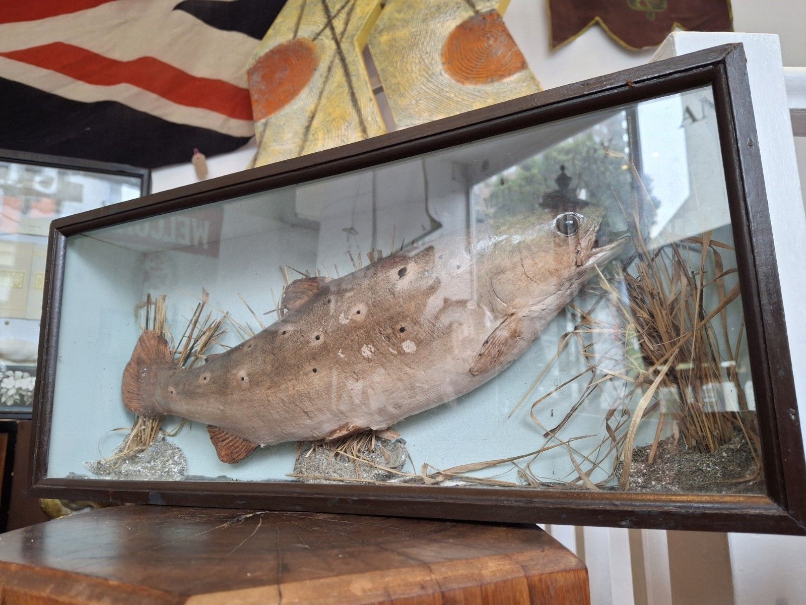 Early 20th Century Cased Brown Carved Trout Presentation Model Fish. photo Art