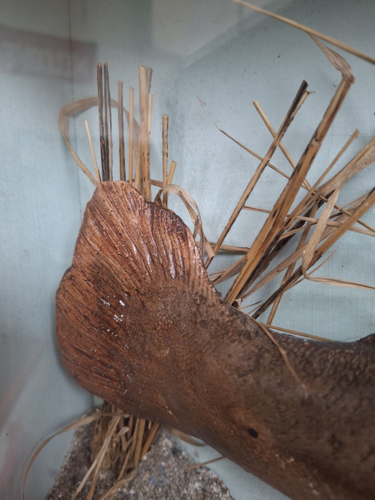Early 20th Century Cased Brown Carved Trout Presentation Model Fish. photo buy