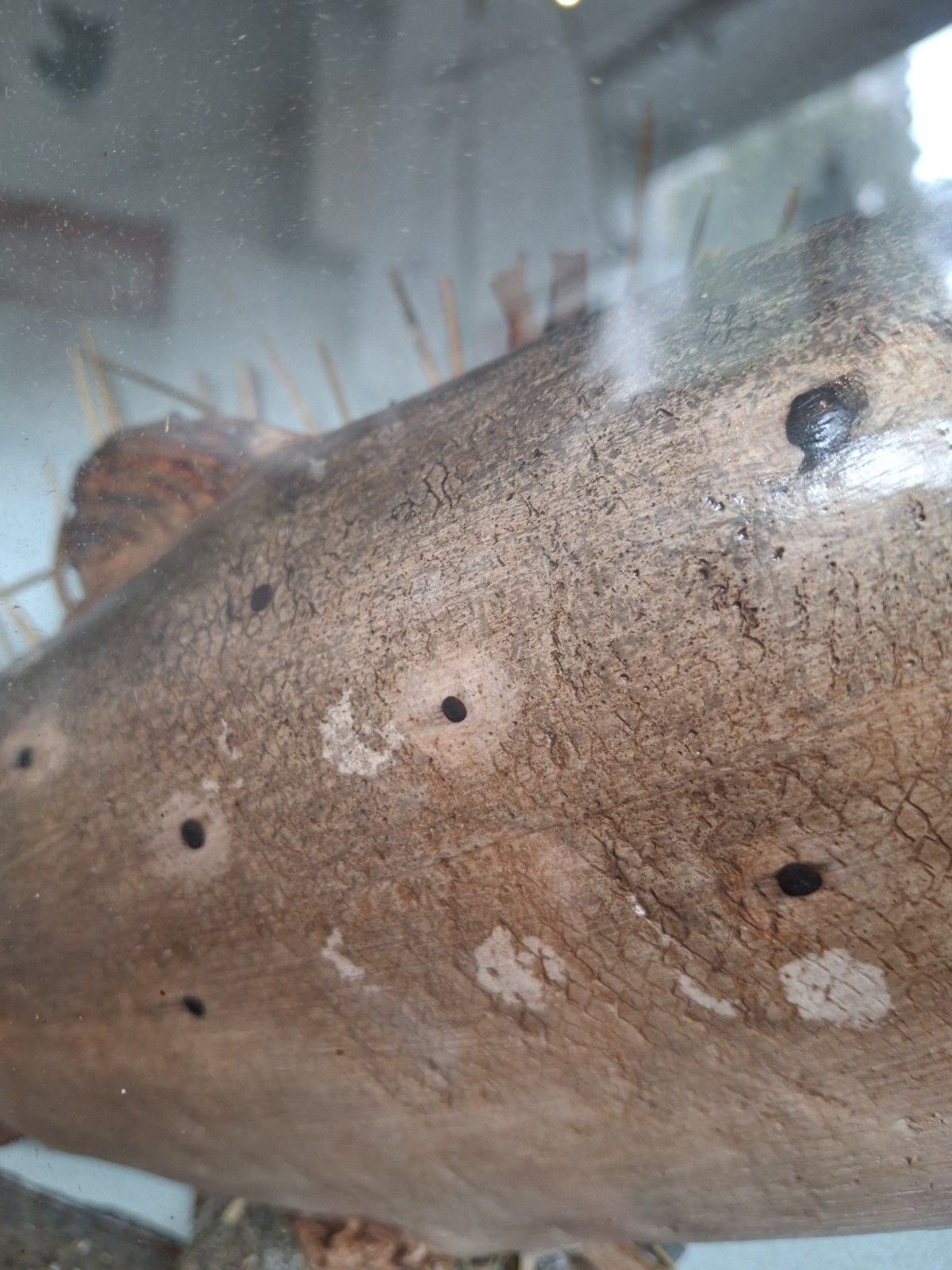 Early 20th Century Cased Brown Carved Trout Presentation Model Fish. photo vintage