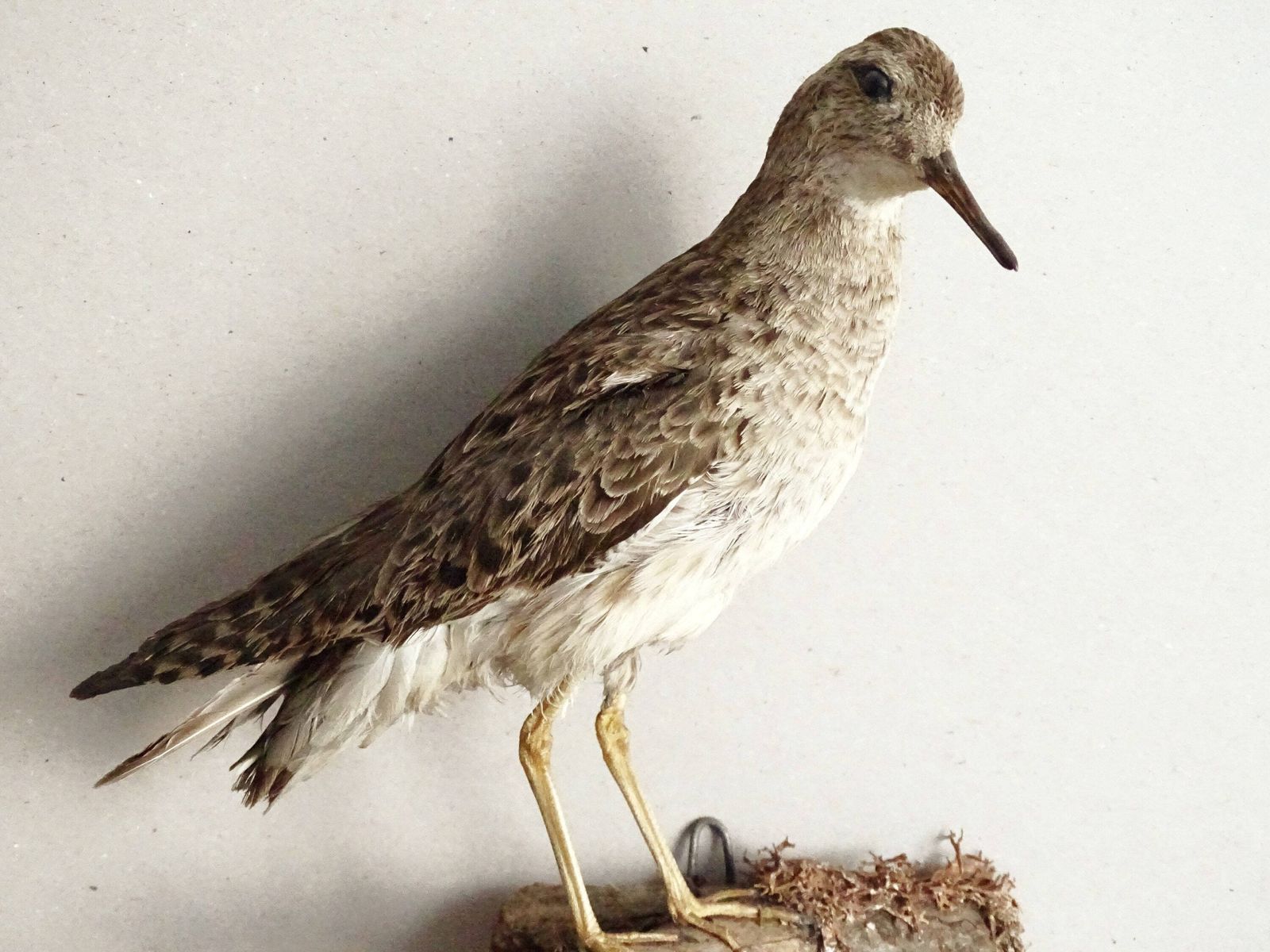 Vintage Opgezette Vogel Calidris Pugnax, Echte Genaturaliseerde Vogel Op Tak, Europees Jachttrofee, Opgezette Vogel, Taxidermie photo for sale