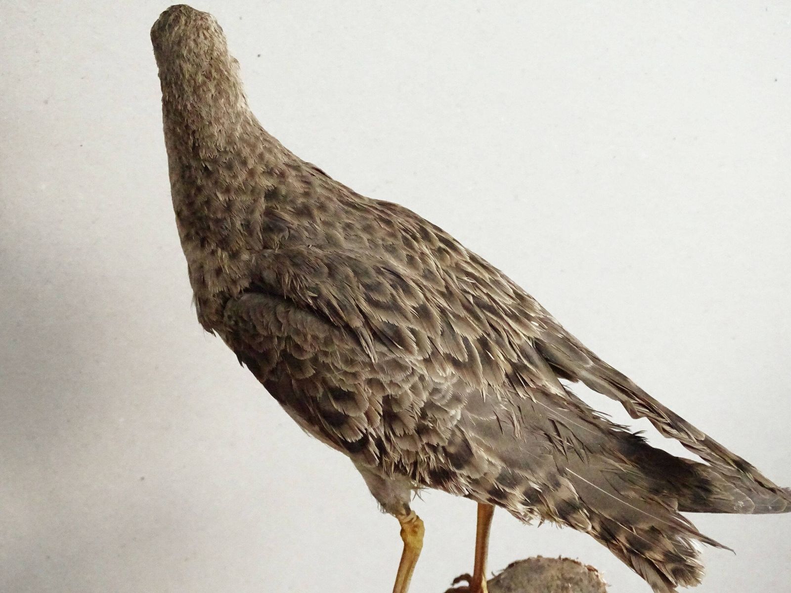 photo for sale Vintage Opgezette Vogel Calidris Pugnax, Echte Genaturaliseerde Vogel Op Tak, Europees Jachttrofee, Opgezette Vogel, Taxidermie