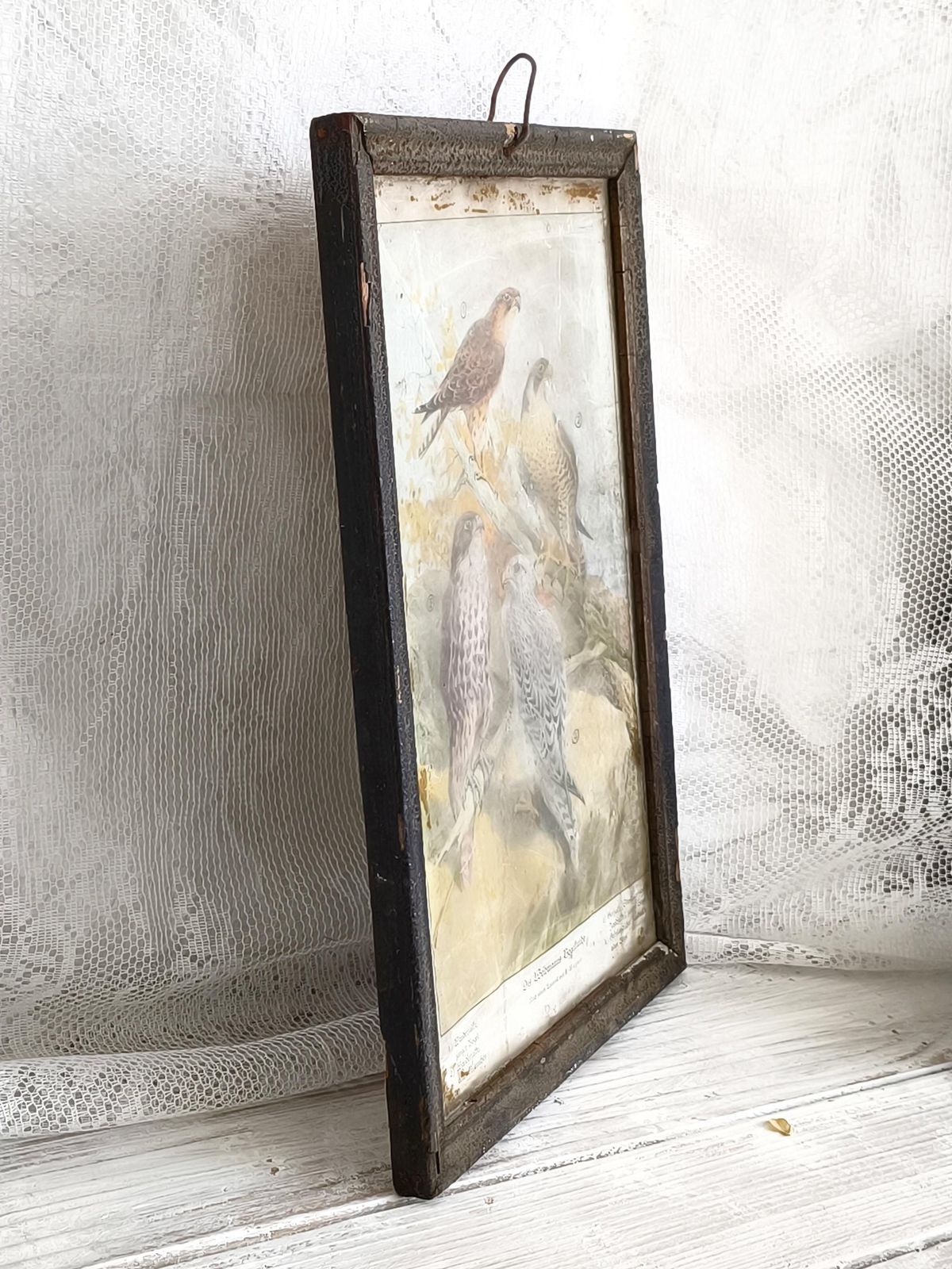 Antieke Prent Roofvogels, Valk Lithografie: Vogelillustratie Jaren 1870, Metalen Lijst photo for sale