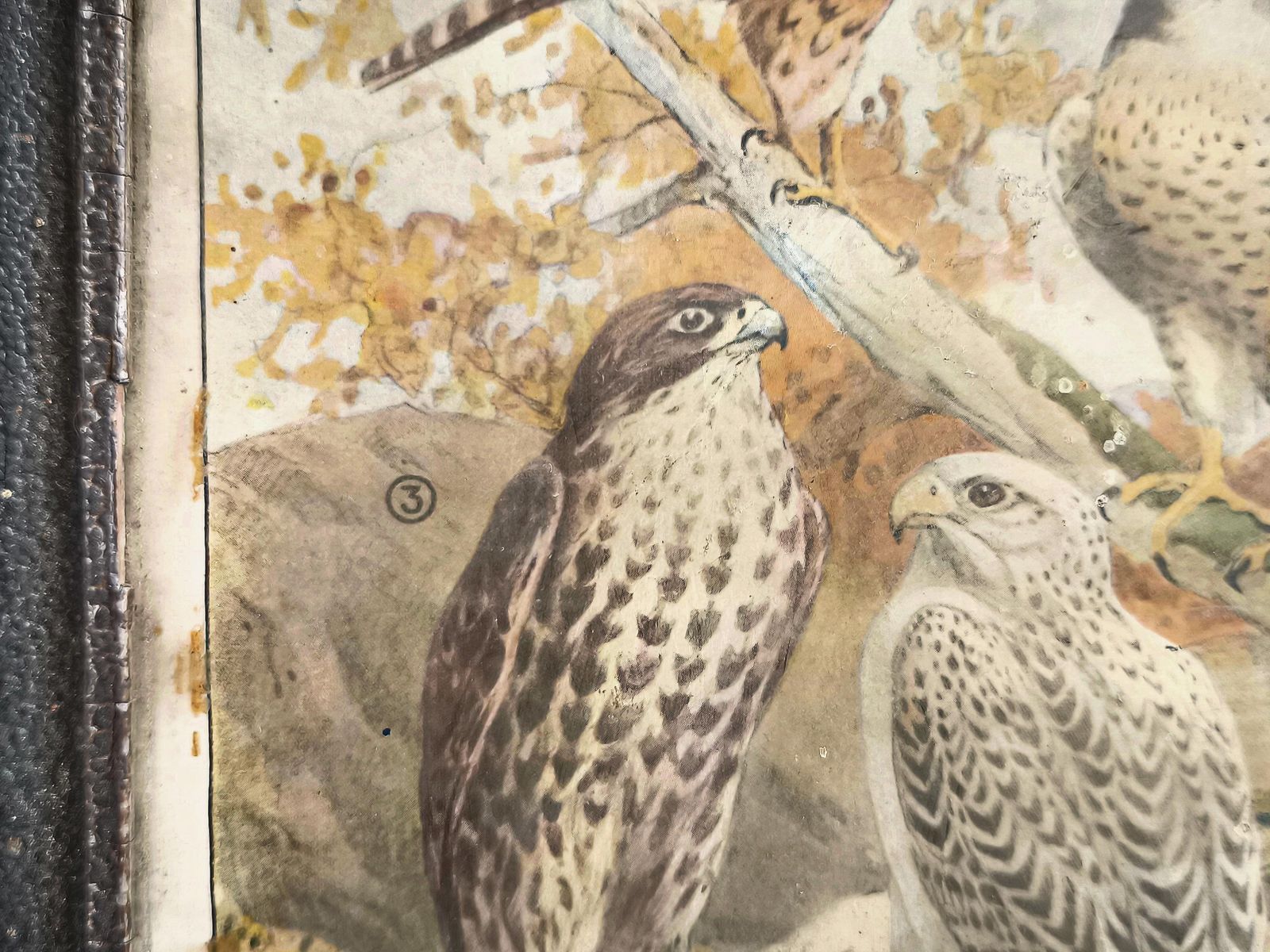 Antieke Prent Roofvogels, Valk Lithografie: Vogelillustratie Jaren 1870, Metalen Lijst photo Kunst