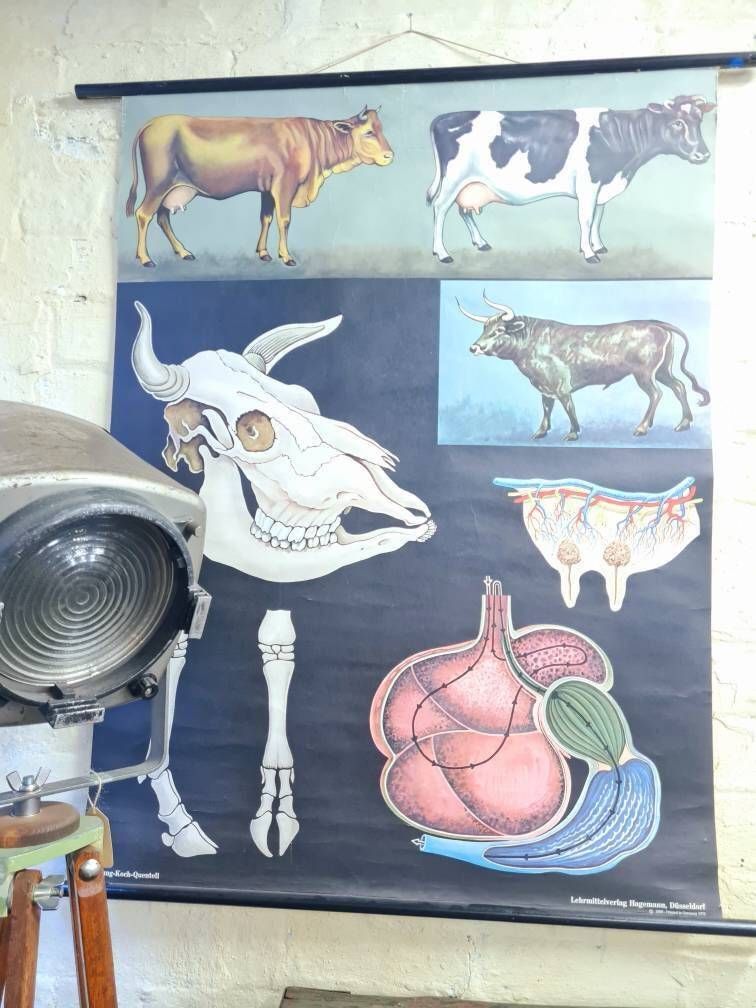 Vintage Educational Chart   Anatomy Cow/Bull By Jung Koch Quentell