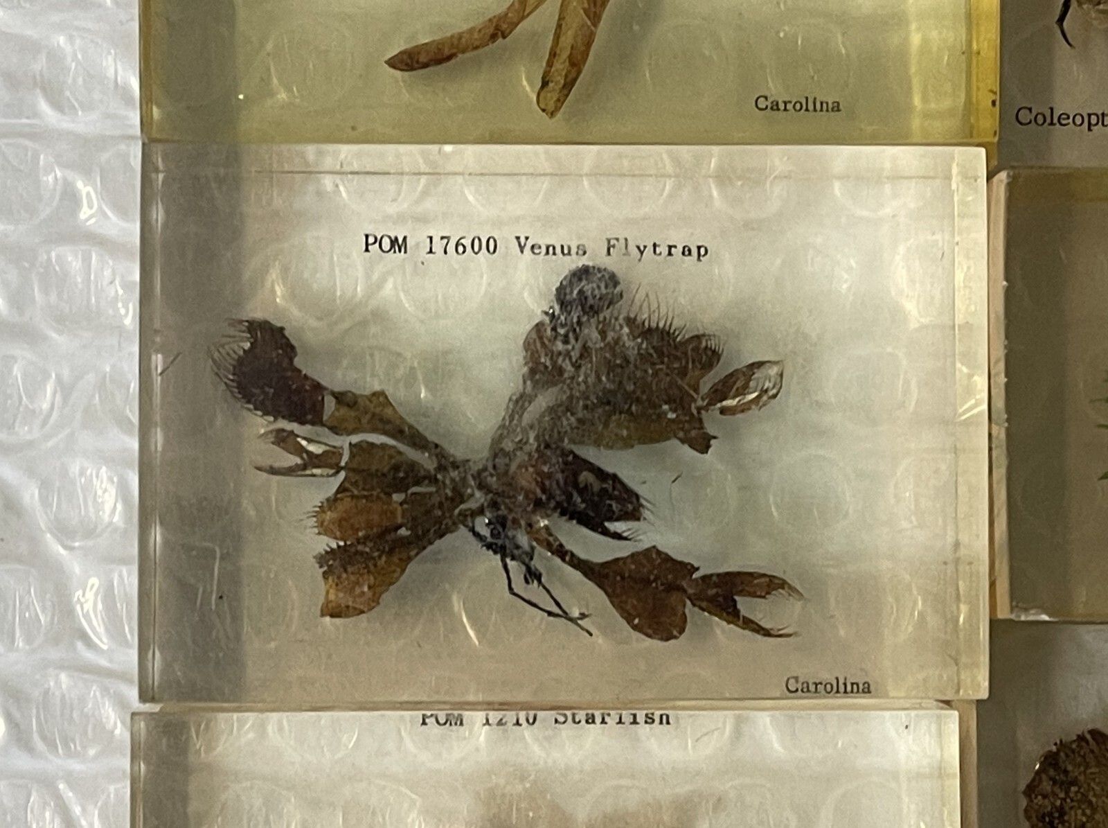 Rare Suite Of Original Natural History Museum Cased In Perspex Specimens photo buy
