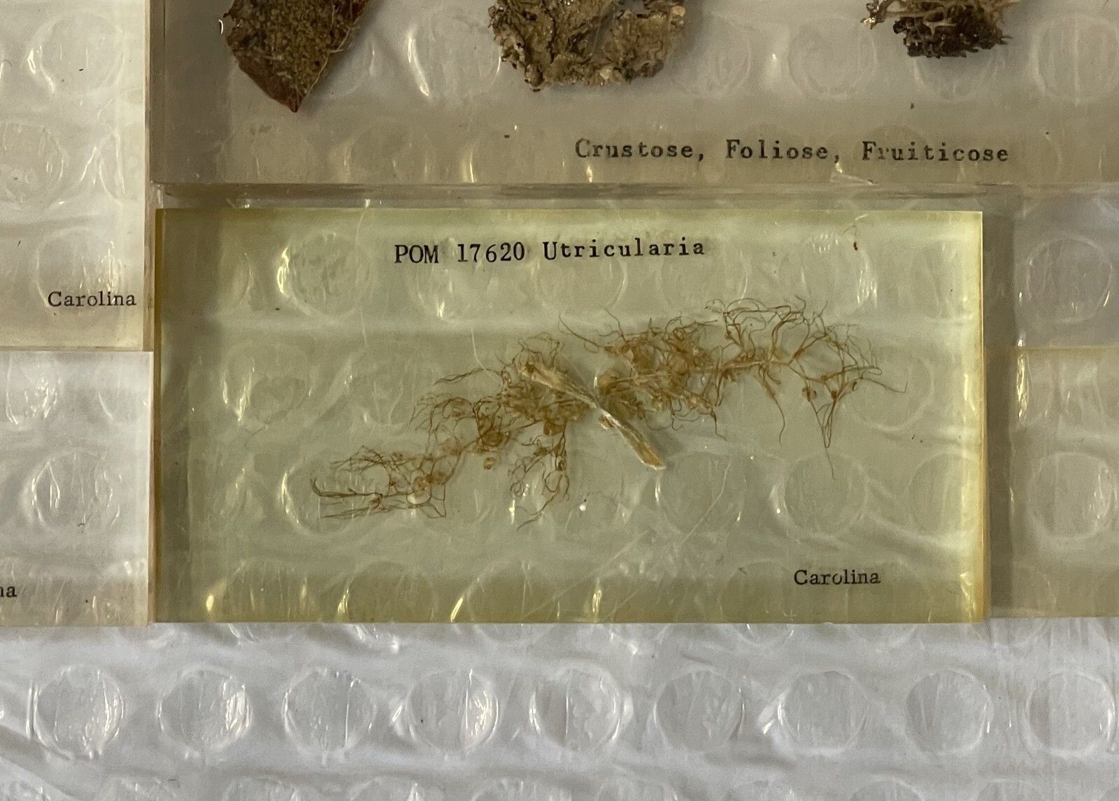 Rare Suite Of Original Natural History Museum Cased In Perspex Specimens photo vintage