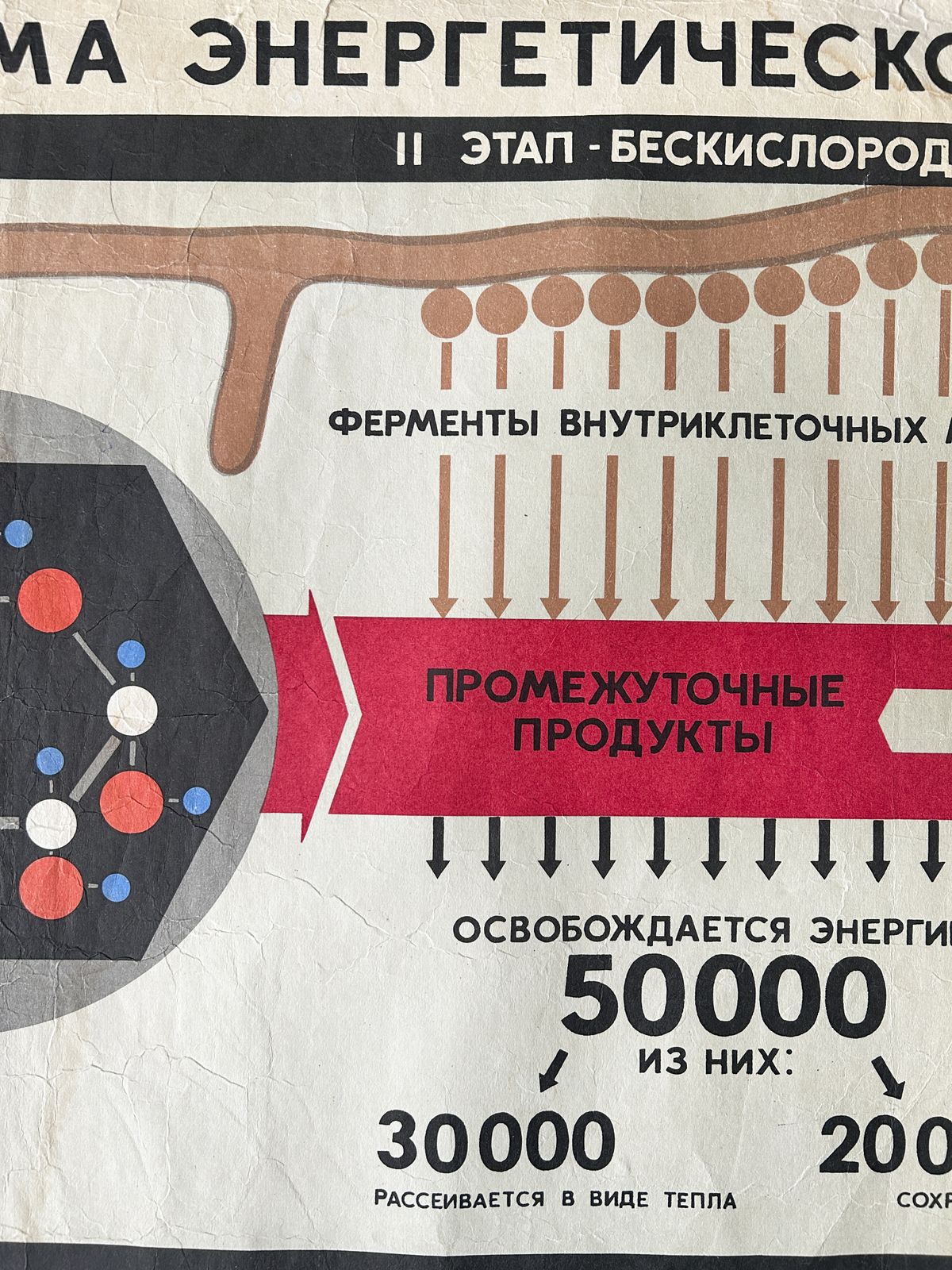 1968 Original Soviet Vintage Large Biology School Chart "Carbohydrate Metabolism" Paper On Linen, Rare Ussr Mid Century Educational Poster photo 122.0