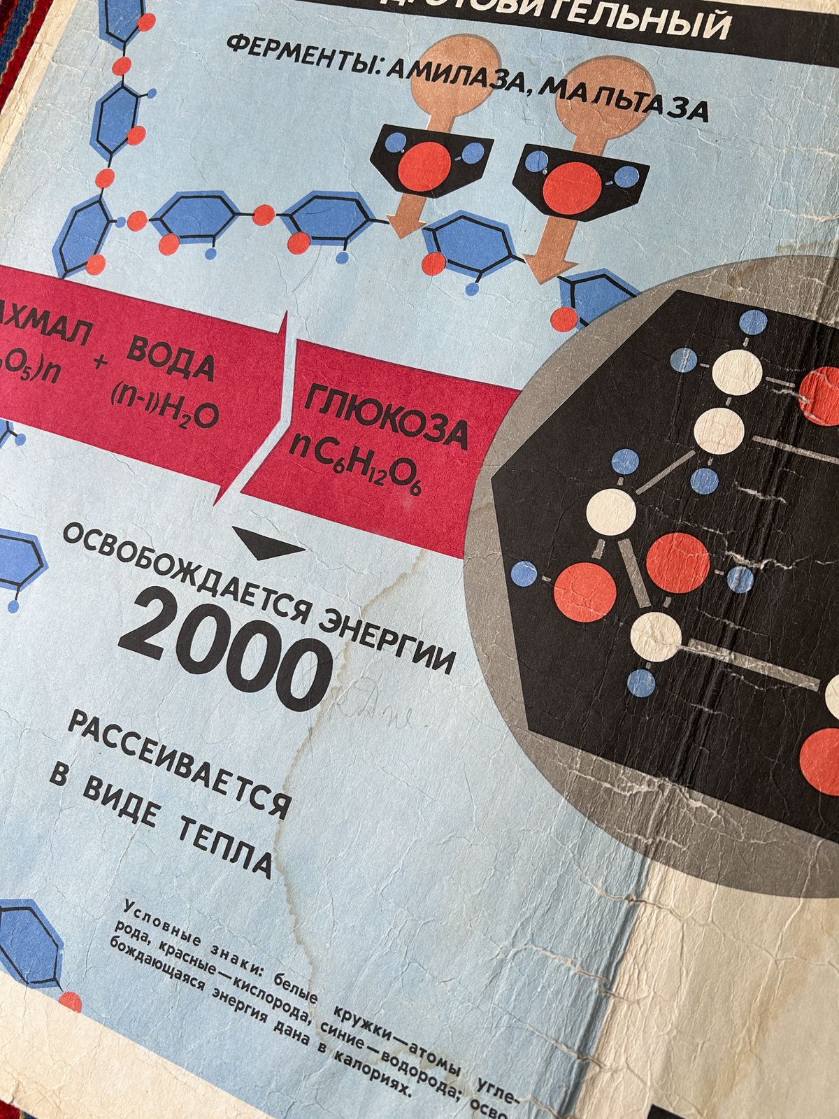1968 Original Soviet Vintage Large Biology School Chart "Carbohydrate Metabolism" Paper On Linen, Rare Ussr Mid Century Educational Poster photo buy