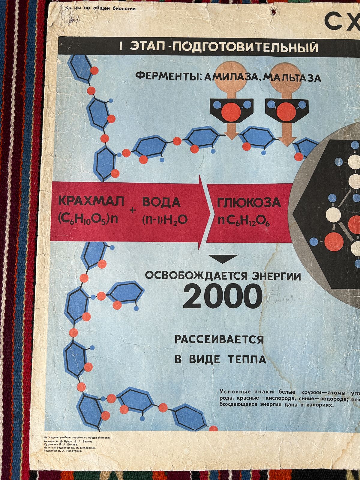 1968 Original Soviet Vintage Large Biology School Chart "Carbohydrate Metabolism" Paper On Linen, Rare Ussr Mid Century Educational Poster photo vintage