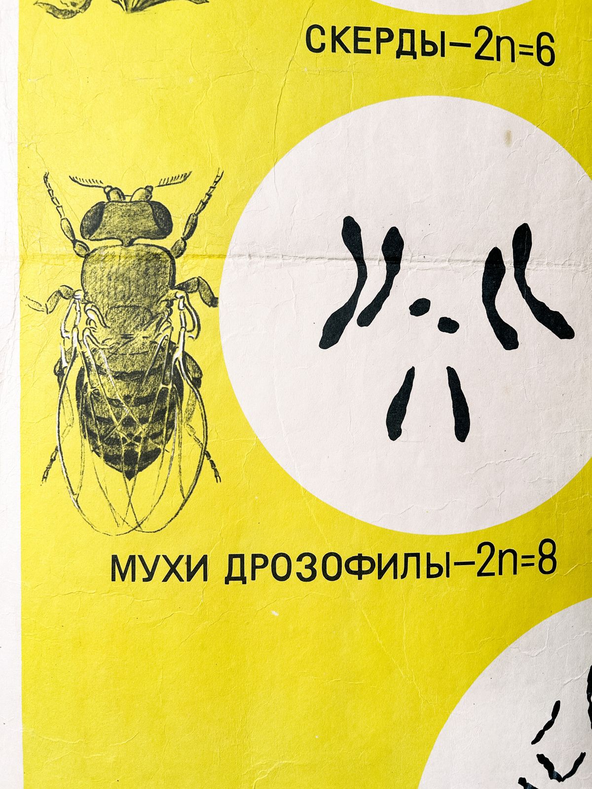 1968 Original Soviet Vintage Biology School Chart "Sets Of Chromosomes In Plants Animals & Humans" Paper On Linen, Ussr Mid Century Botanical Poster photo vinterior