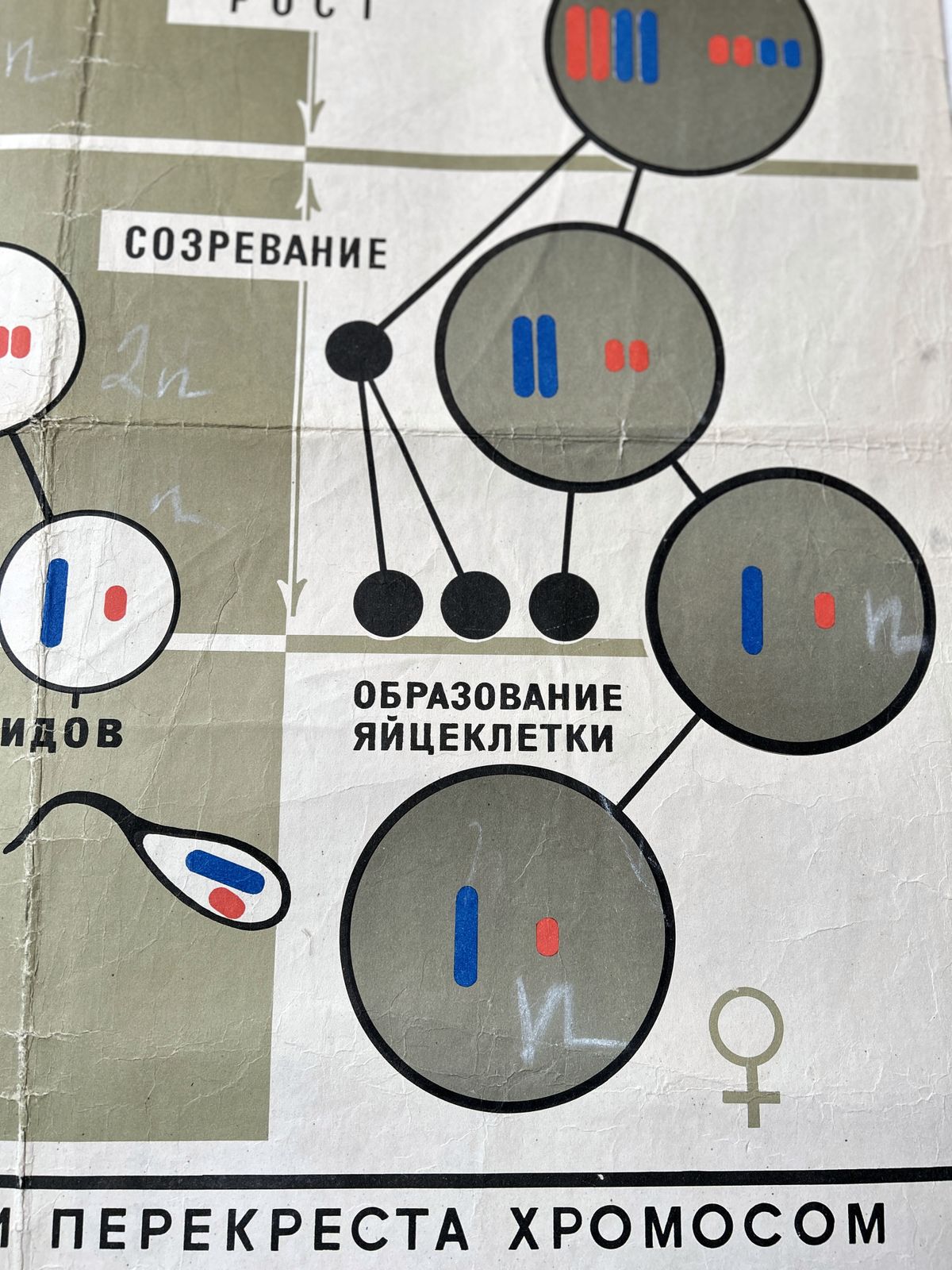 1968 Vintage Large Biology School Chart "Spermatogenesis And Ovogenesis" Paper On Linen, Soviet Mid Century Original Educational Poster photo for sale