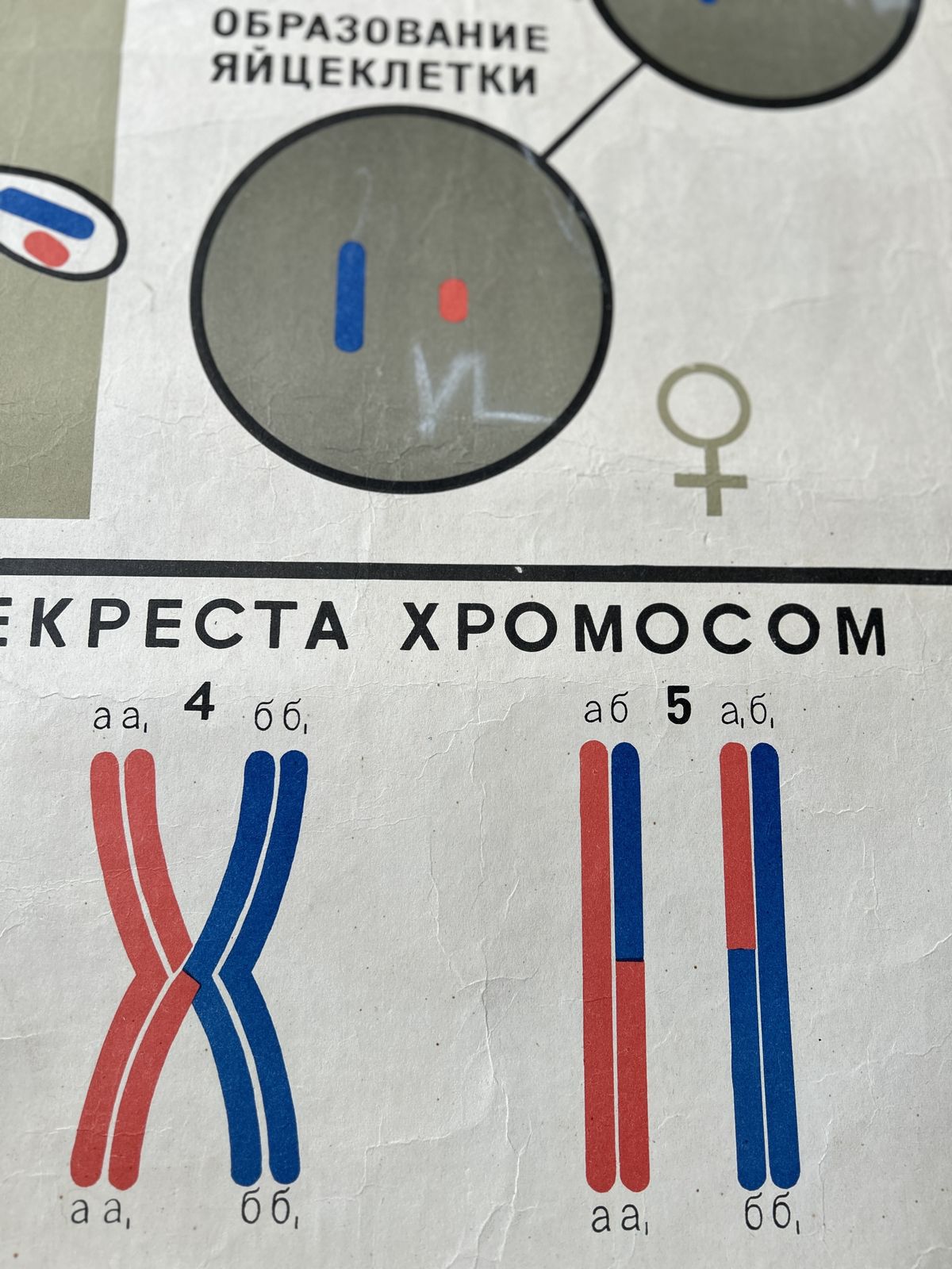 1968 Vintage Large Biology School Chart "Spermatogenesis And Ovogenesis" Paper On Linen, Soviet Mid Century Original Educational Poster photo 95.0