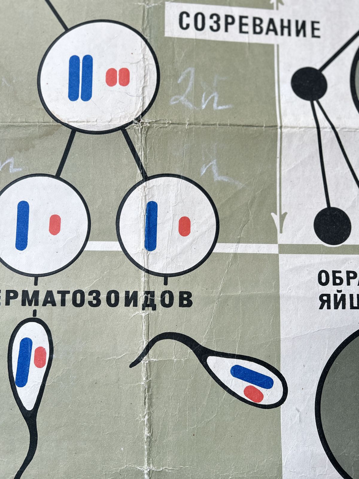 1968 Vintage Large Biology School Chart "Spermatogenesis And Ovogenesis" Paper On Linen, Soviet Mid Century Original Educational Poster photo vinterior