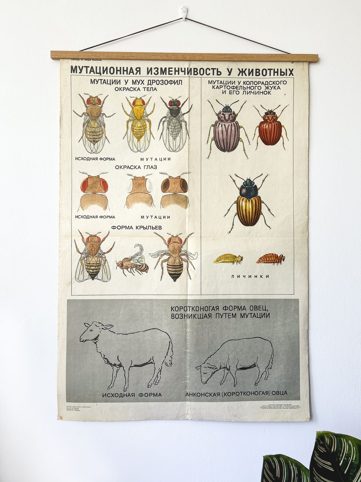 1968 "Mutations In Animals " Original Soviet Vintage Biology School Chart, Paper On Linen, Ussr Mid Century Educational Poster: Sheep, Flies, Beetle