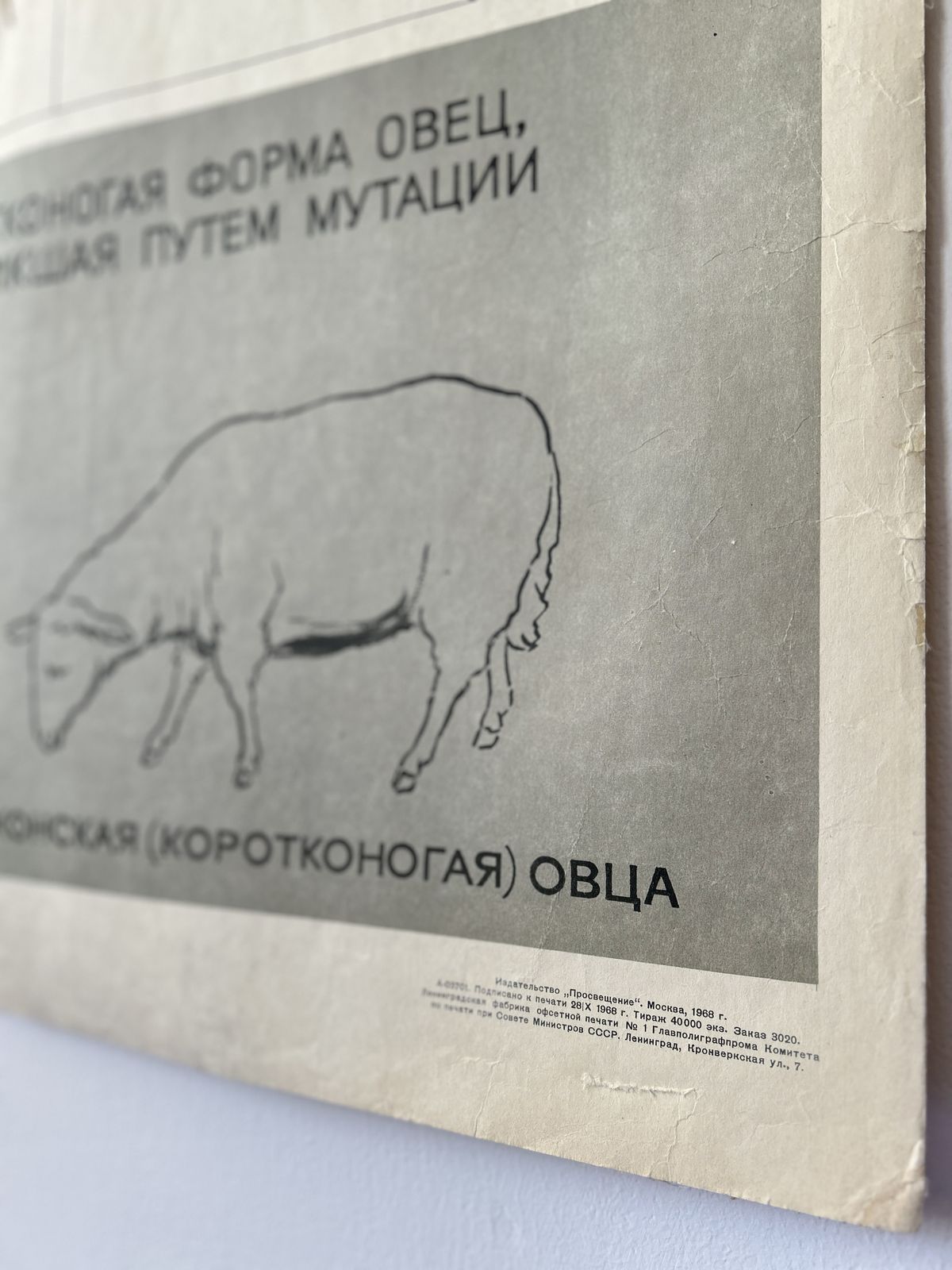 1968 "Mutations In Animals " Original Soviet Vintage Biology School Chart, Paper On Linen, Ussr Mid Century Educational Poster: Sheep, Flies, Beetle photo Art