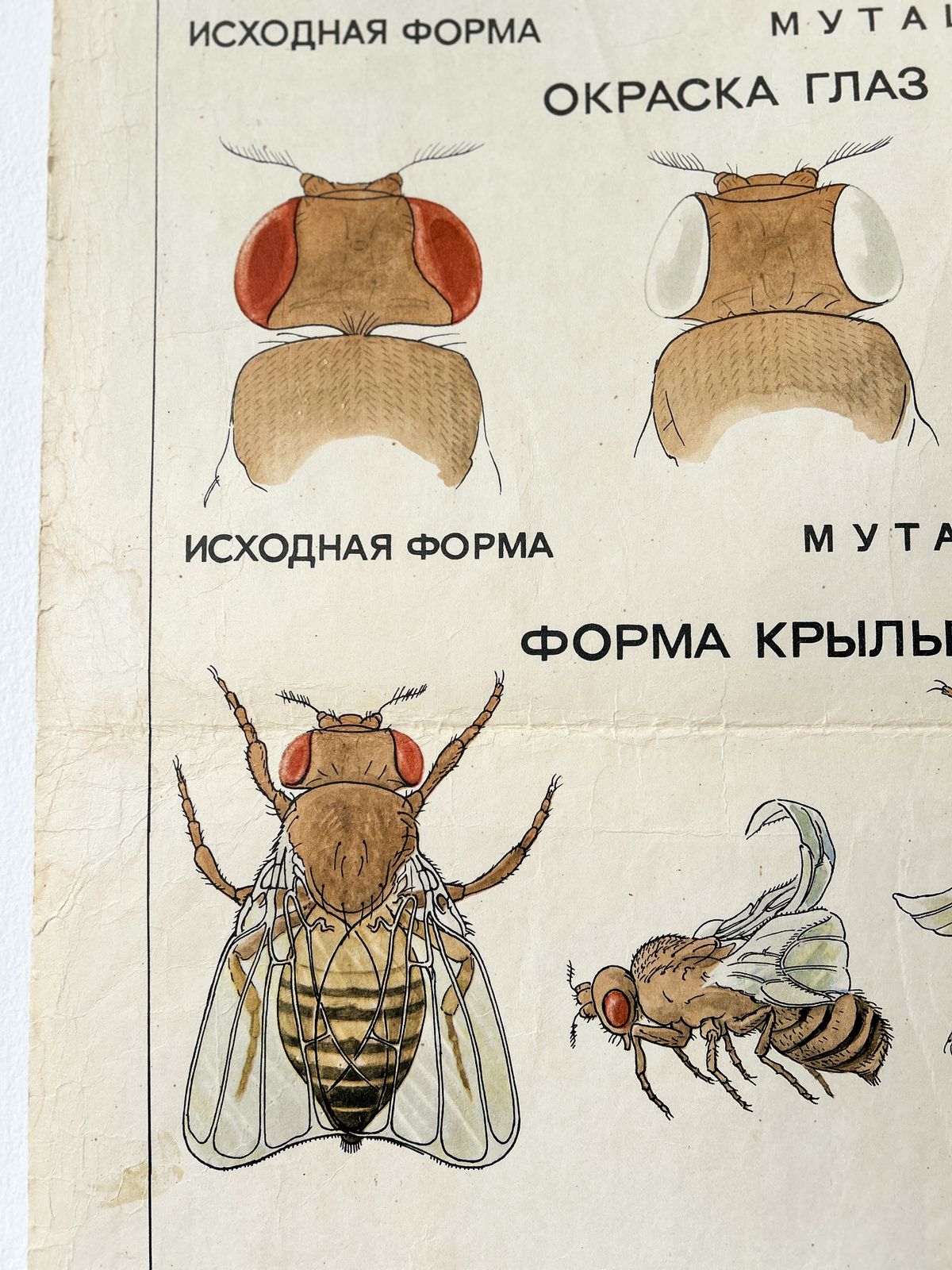 photo furniture 1968 "Mutations In Animals " Original Soviet Vintage Biology School Chart, Paper On Linen, Ussr Mid Century Educational Poster: Sheep, Flies, Beetle